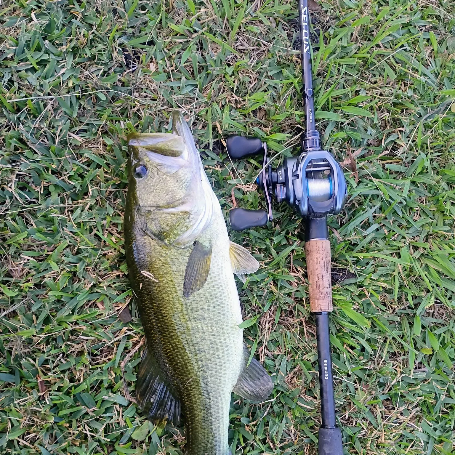 Largemouth bass caught on Fishbrain