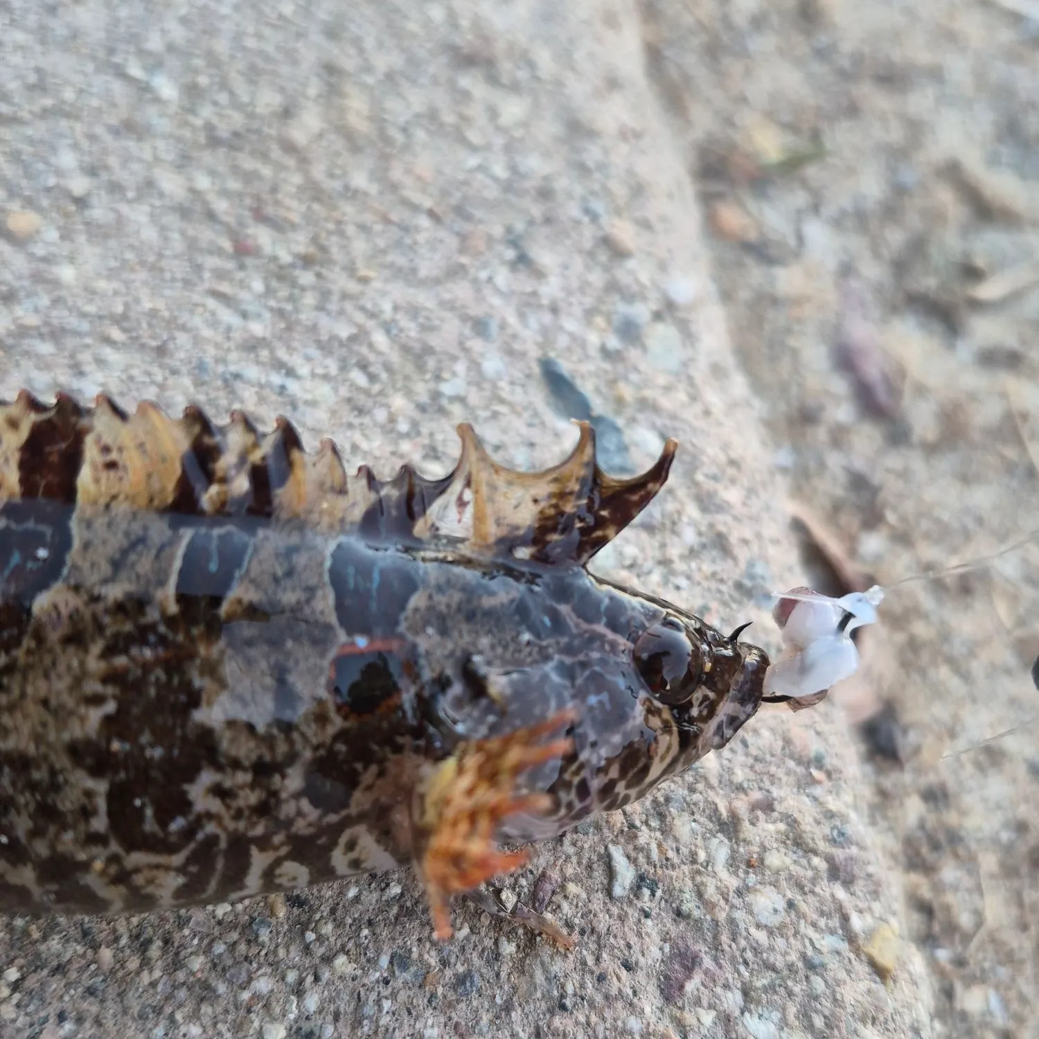 The most recent Striped kelpfish catches on Fishbrain