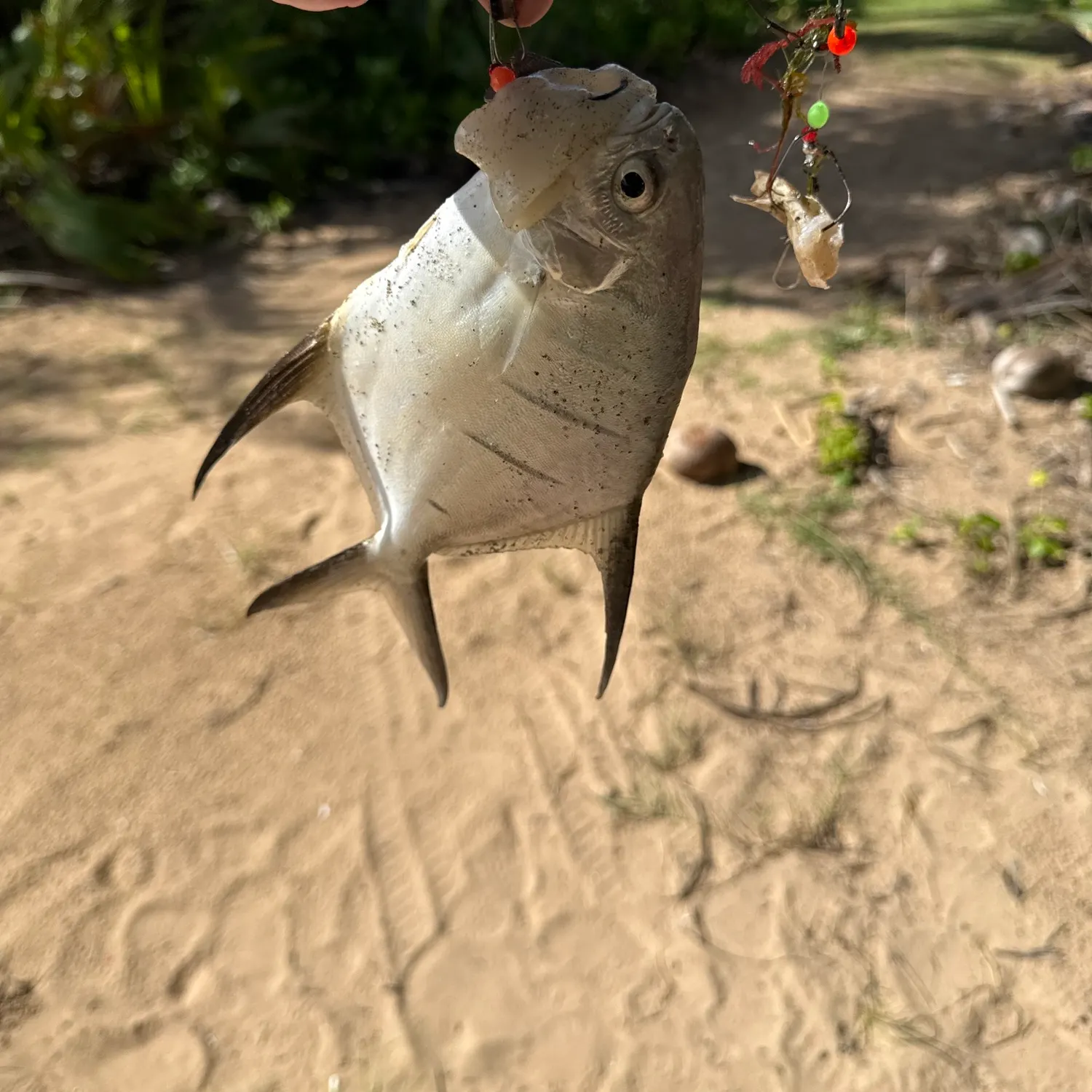The most recent Palometa catches on Fishbrain