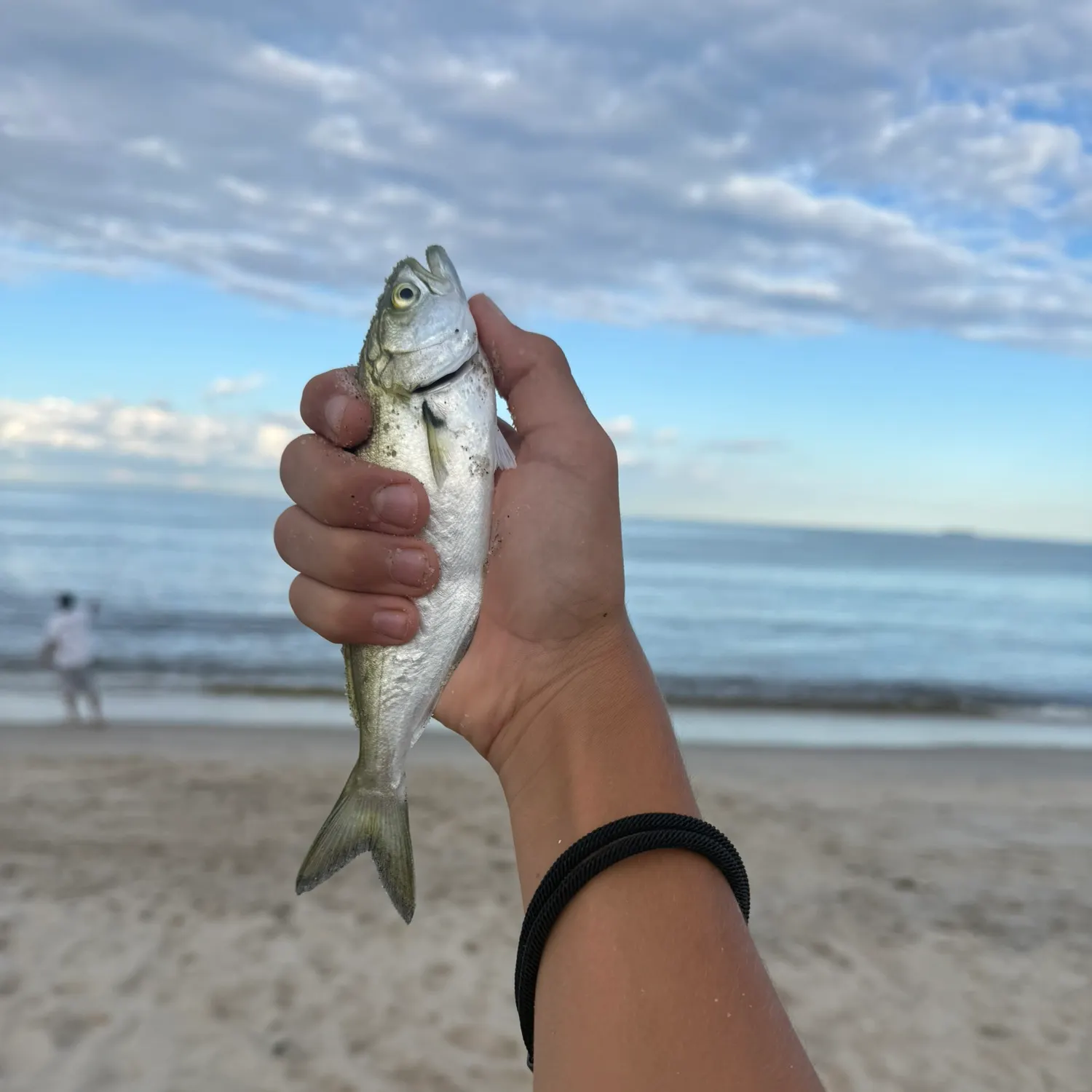 Bluefish caught on Fishbrain