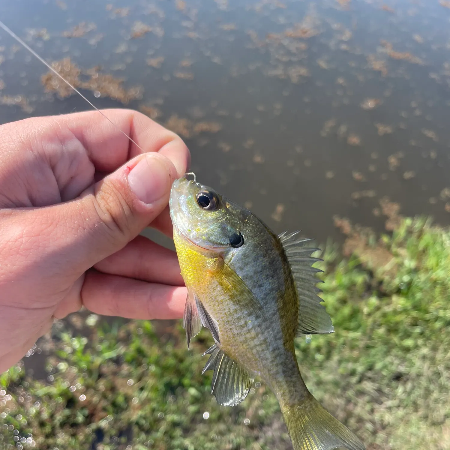 Bluegill caught on Fishbrain