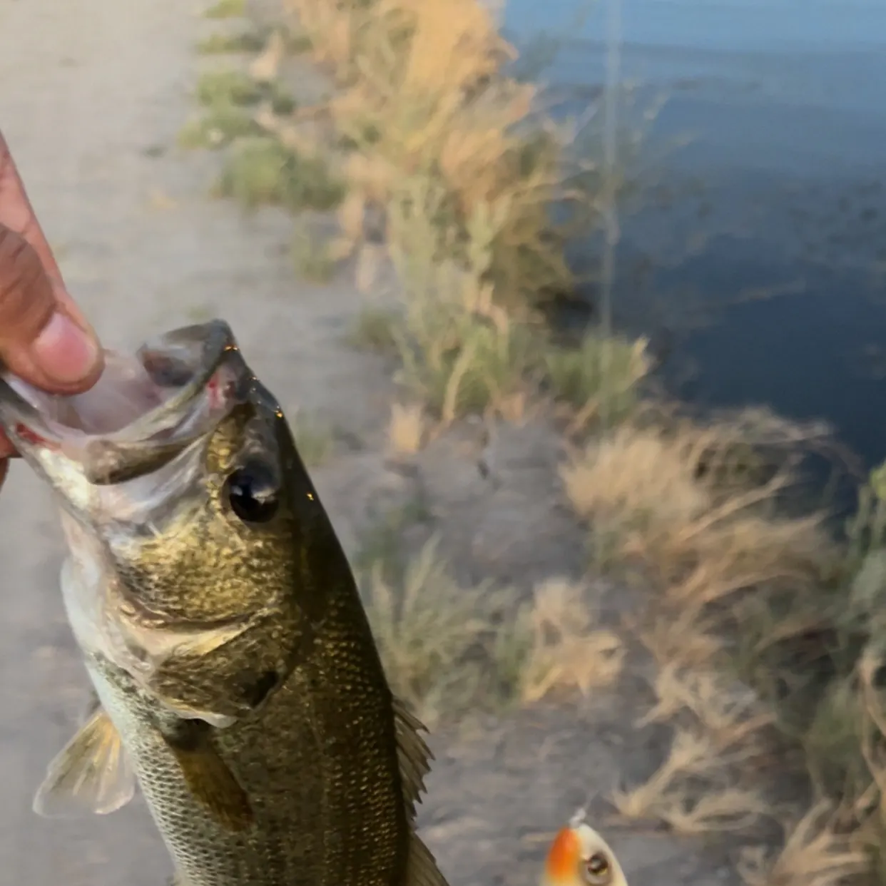 Fish caught on Fishbrain