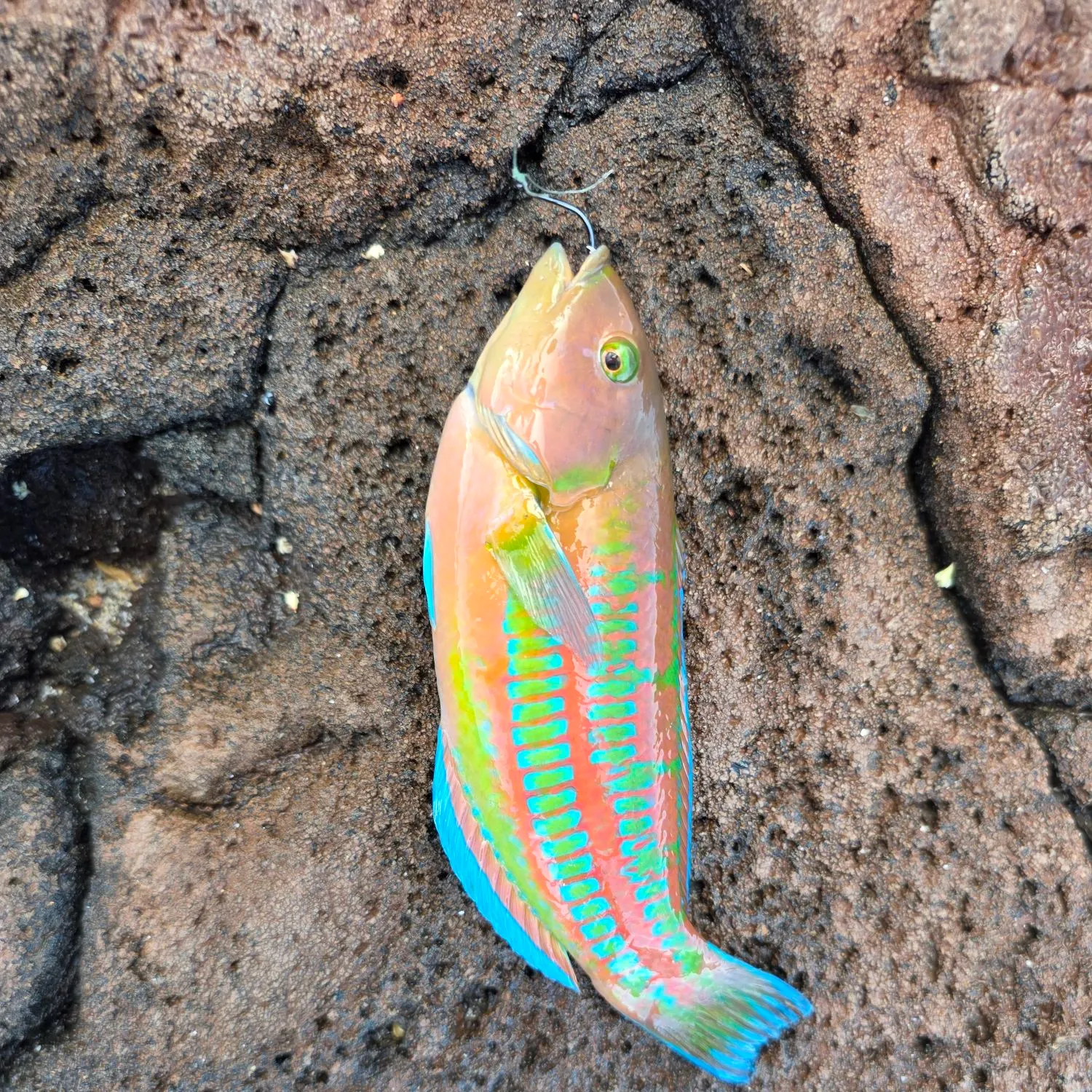 The most recent Stoplight parrotfish catches on Fishbrain