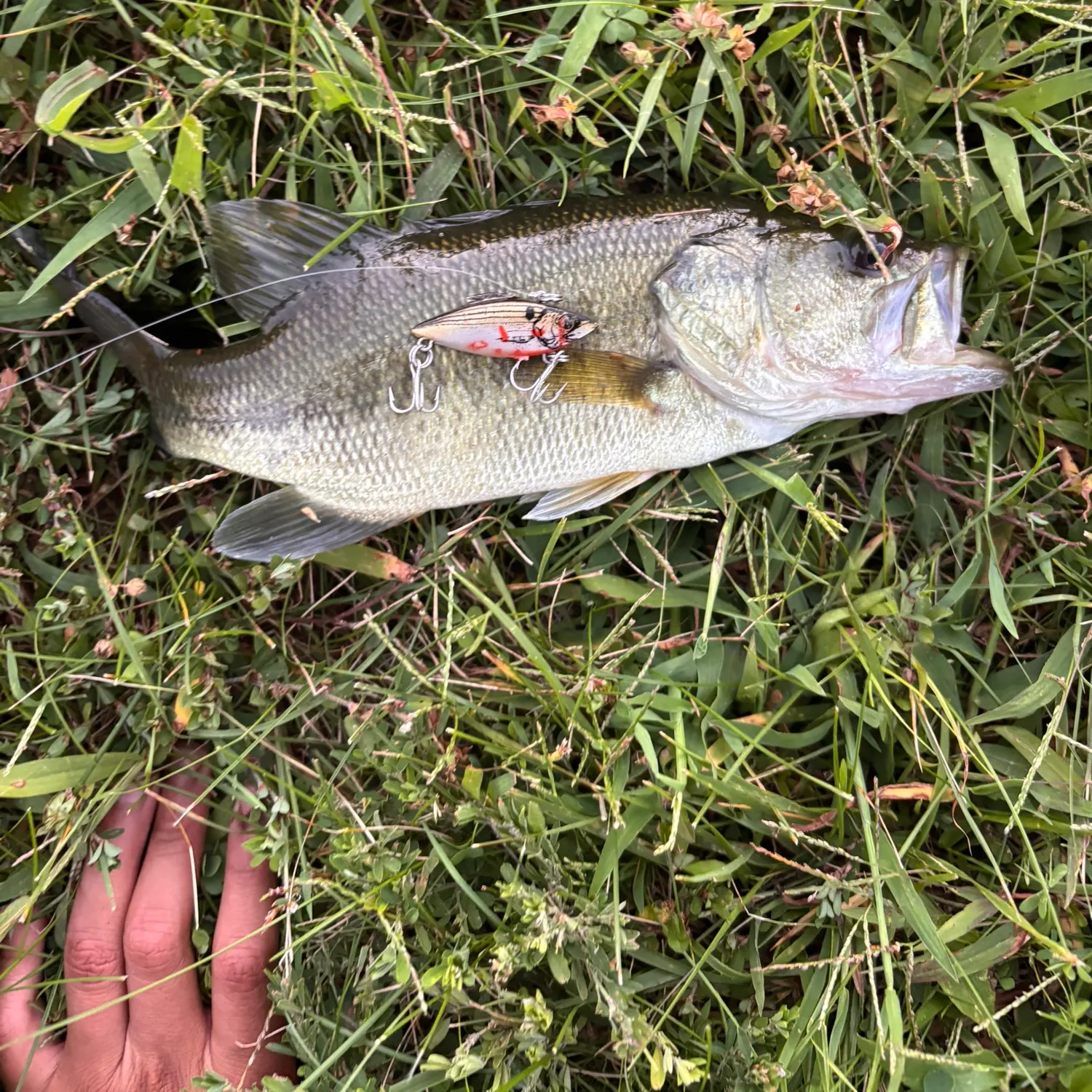 Largemouth bass caught on Fishbrain