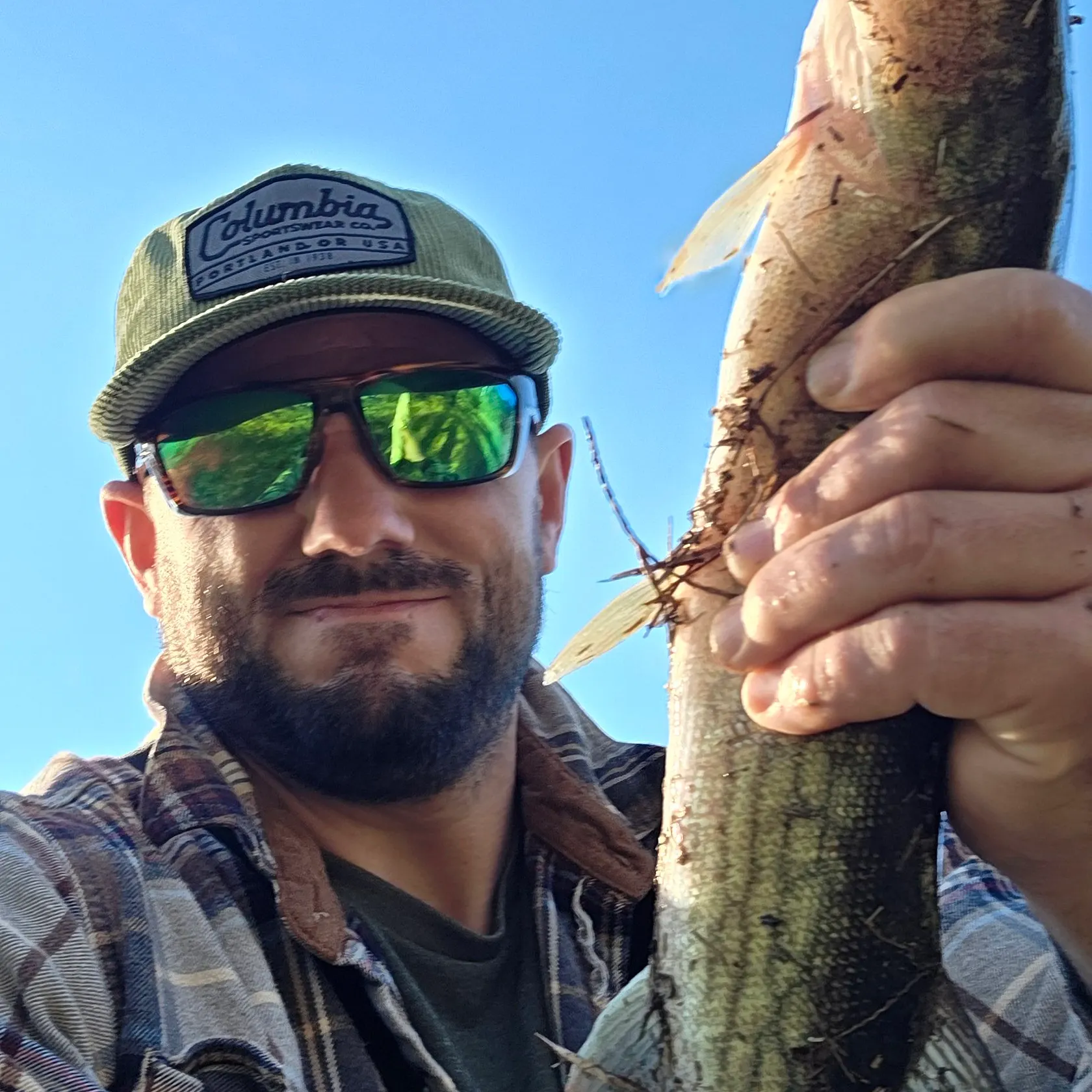 Chain pickerel caught on Fishbrain