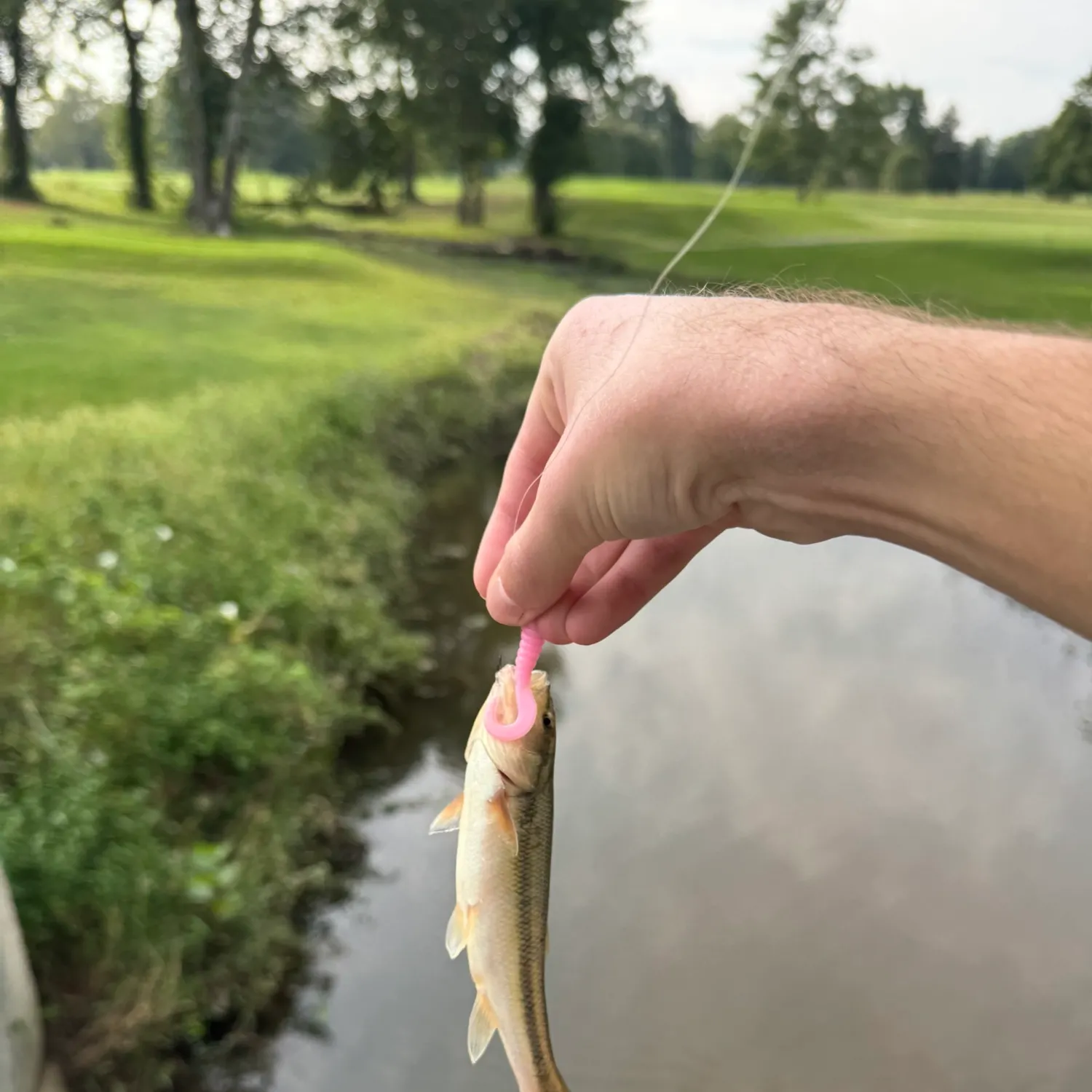 Creek chub caught on Fishbrain