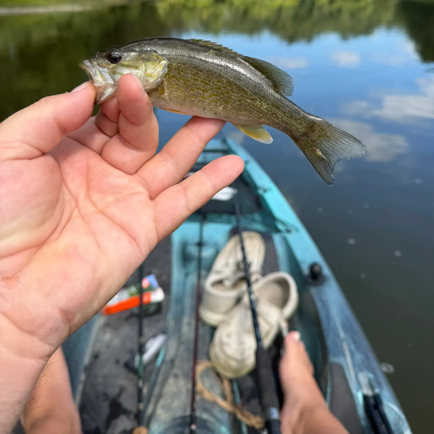 Smallmouth bass caught on Fishbrain