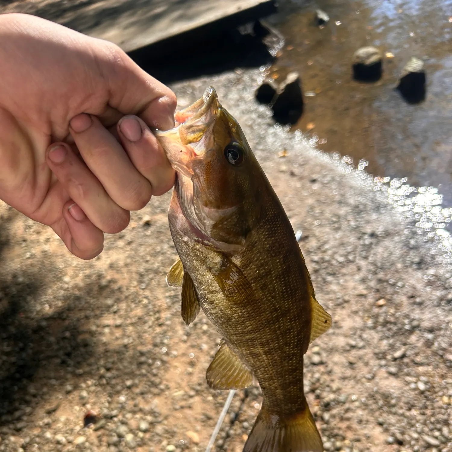 Smallmouth bass caught on Fishbrain