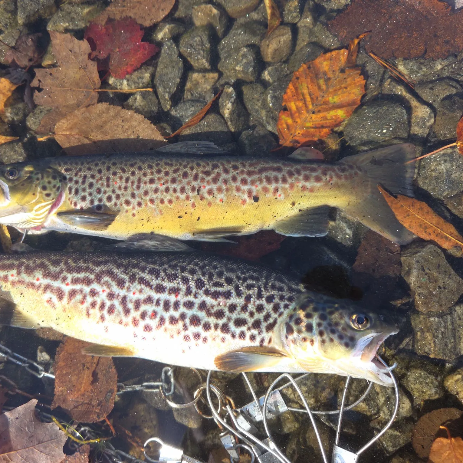 Brown trout caught on Fishbrain