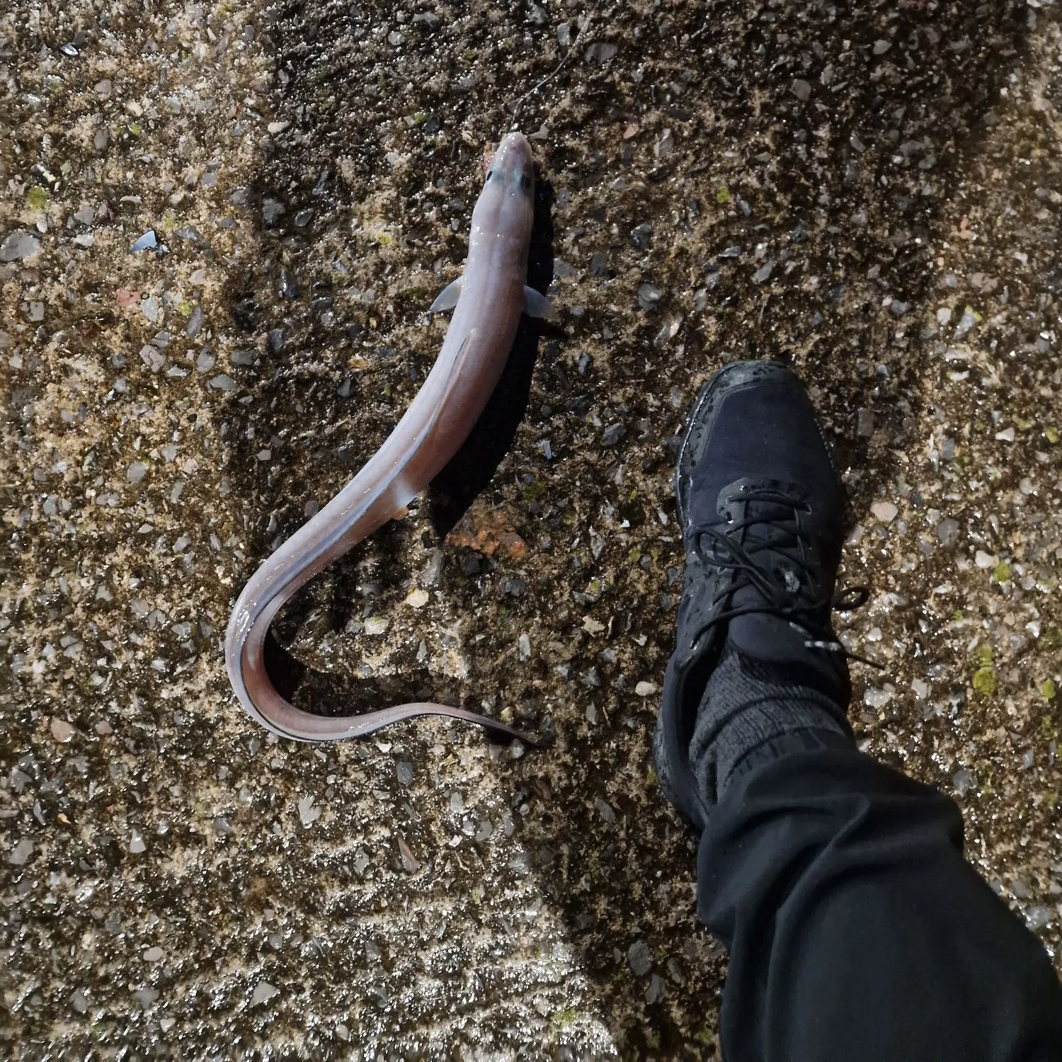 The most recent European conger catches on Fishbrain