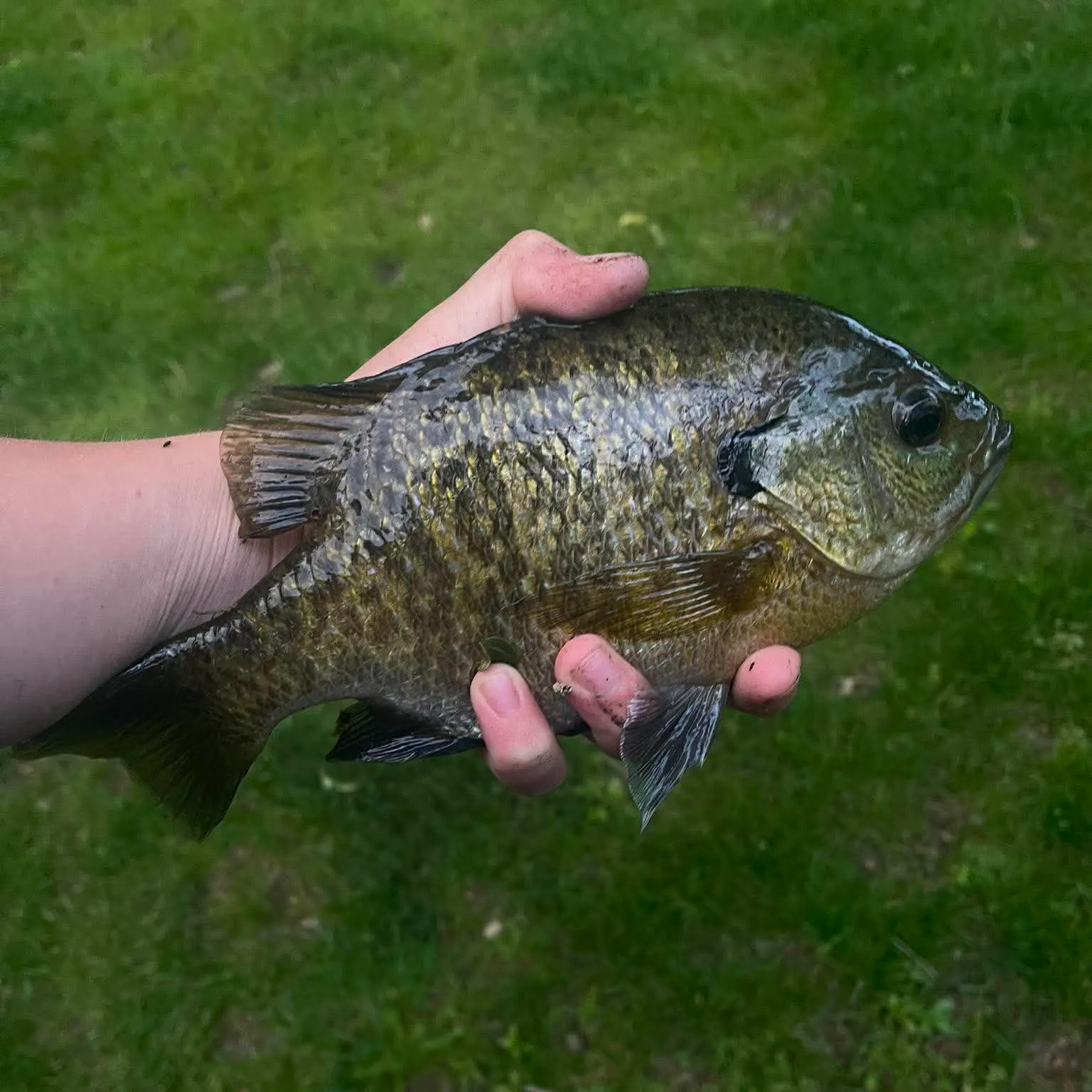 The most recent Bluegill catches on Fishbrain