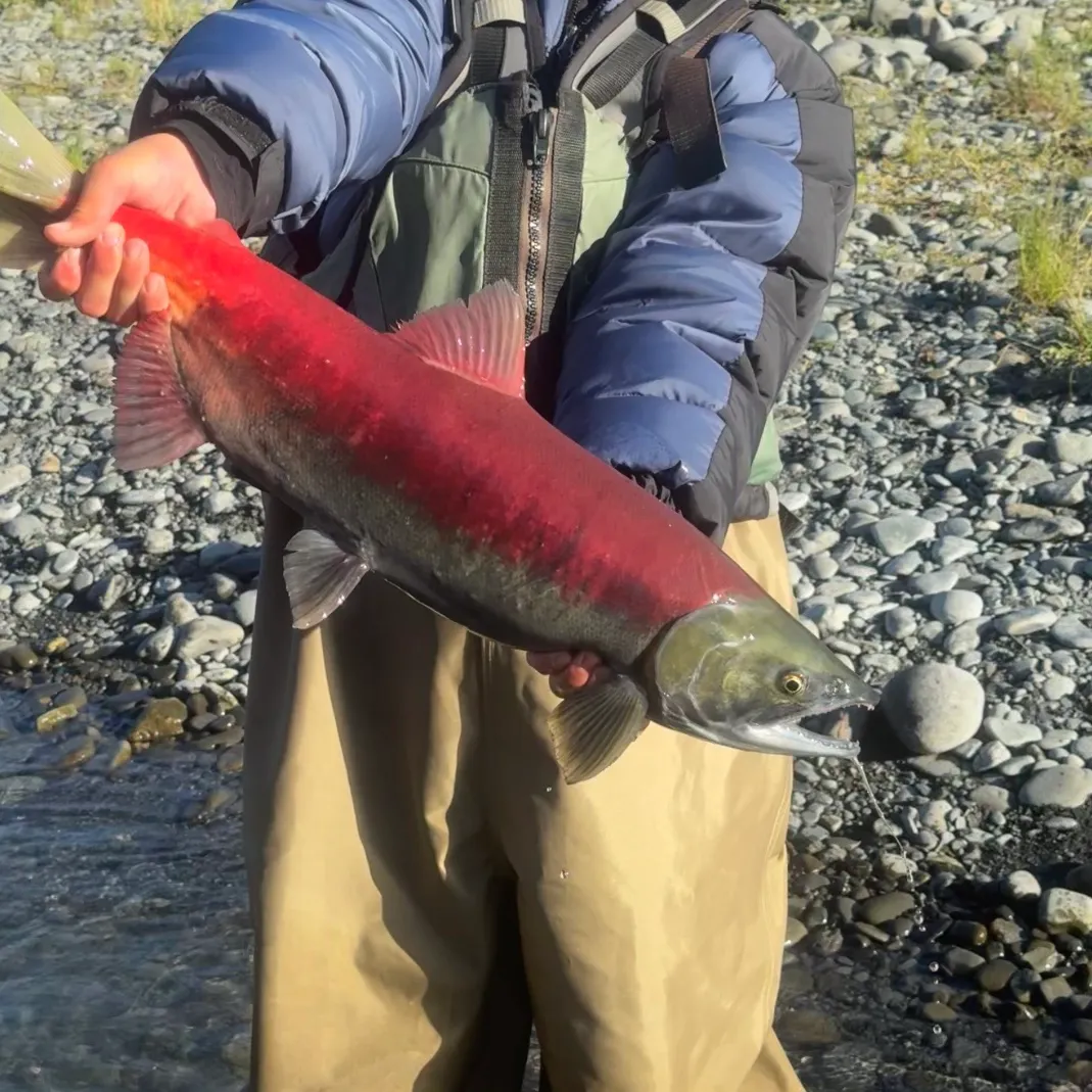 Sockeye salmon caught on Fishbrain