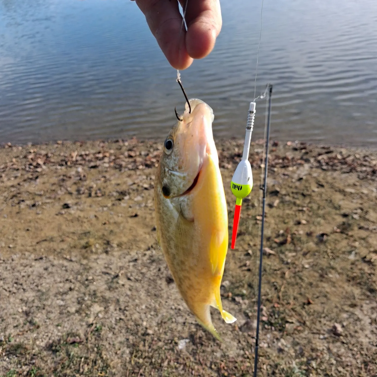 Green sunfish caught on Fishbrain