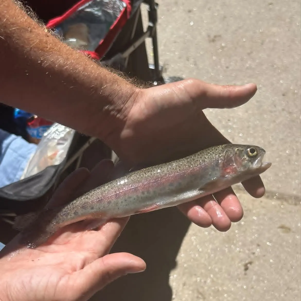 Rainbow trout caught on Fishbrain