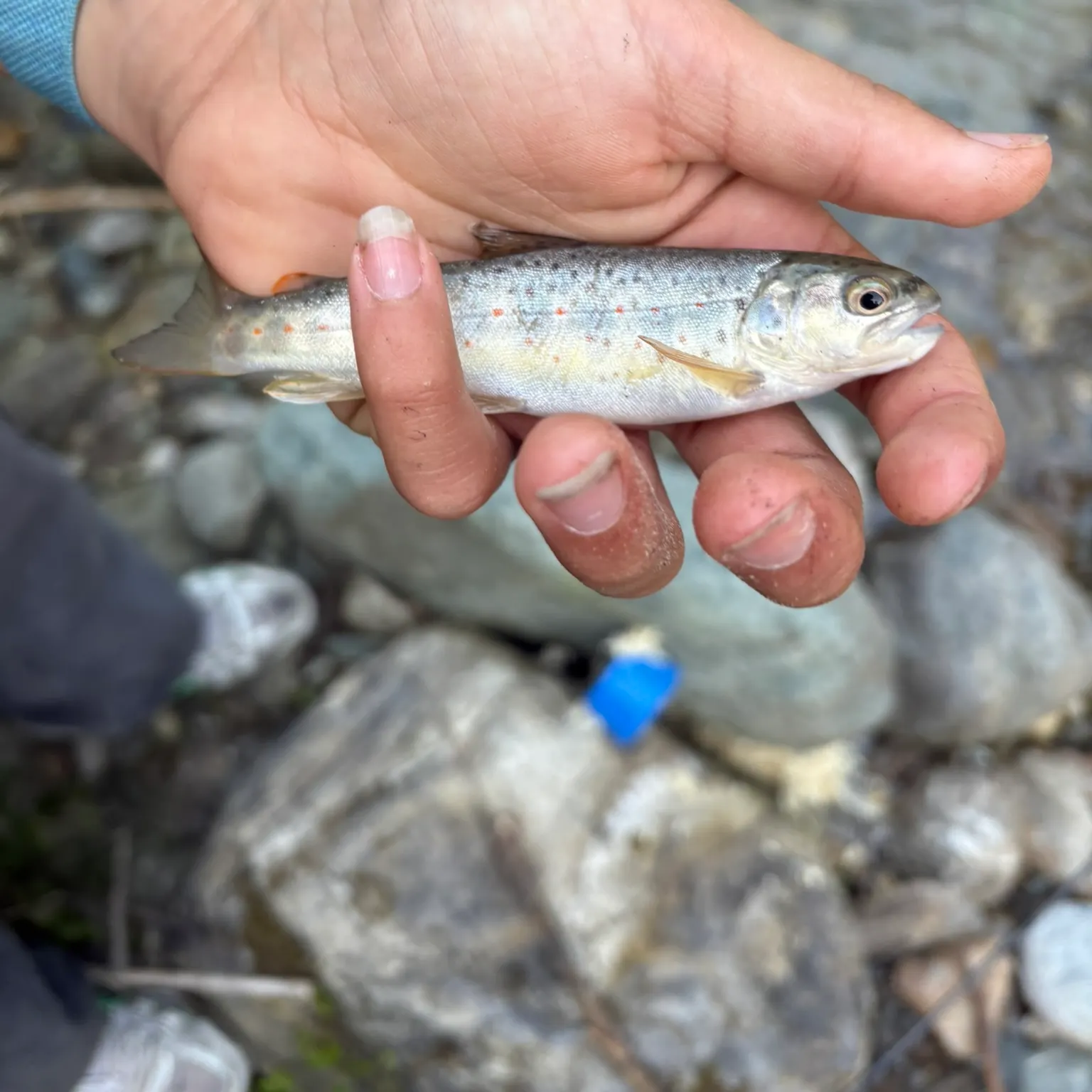 The most recent Lake trout catches on Fishbrain