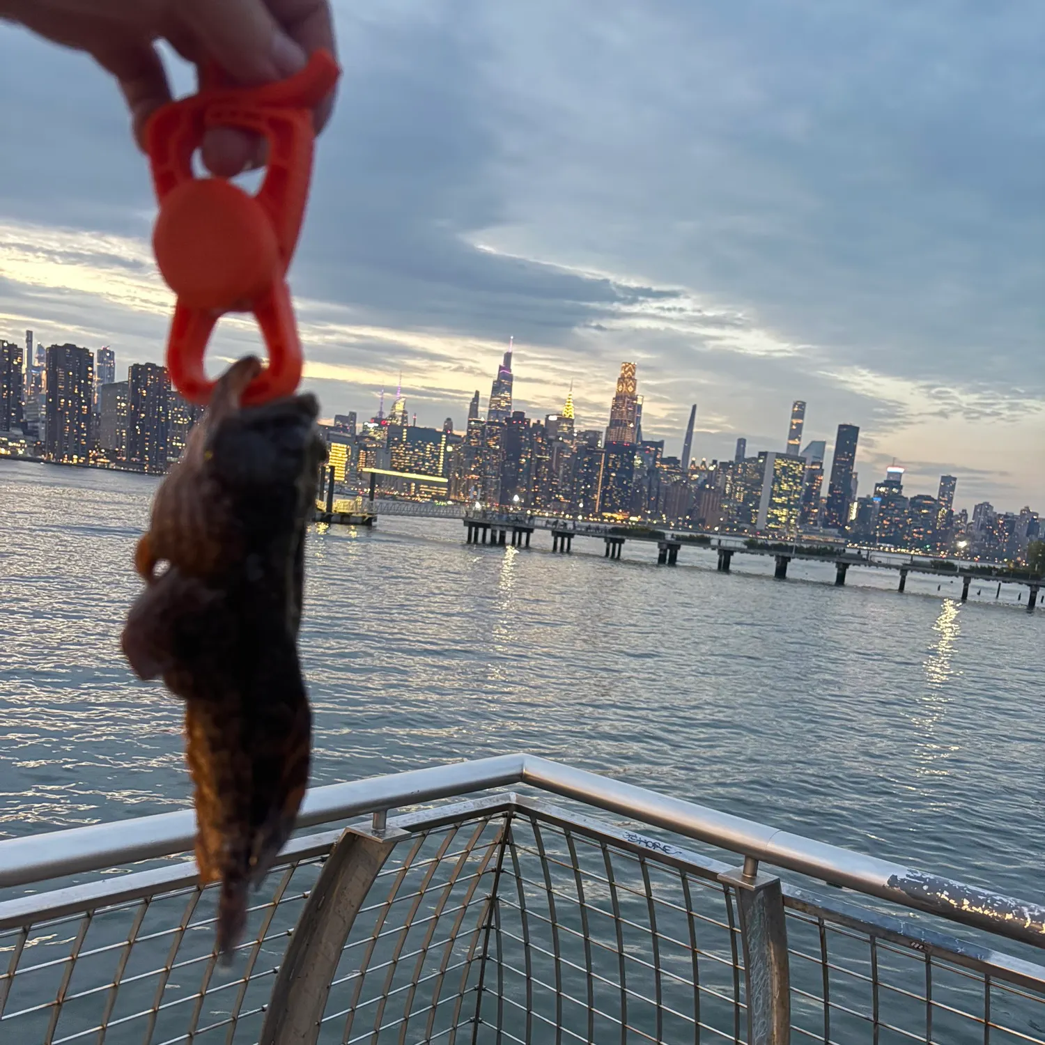Oyster toadfish caught on Fishbrain