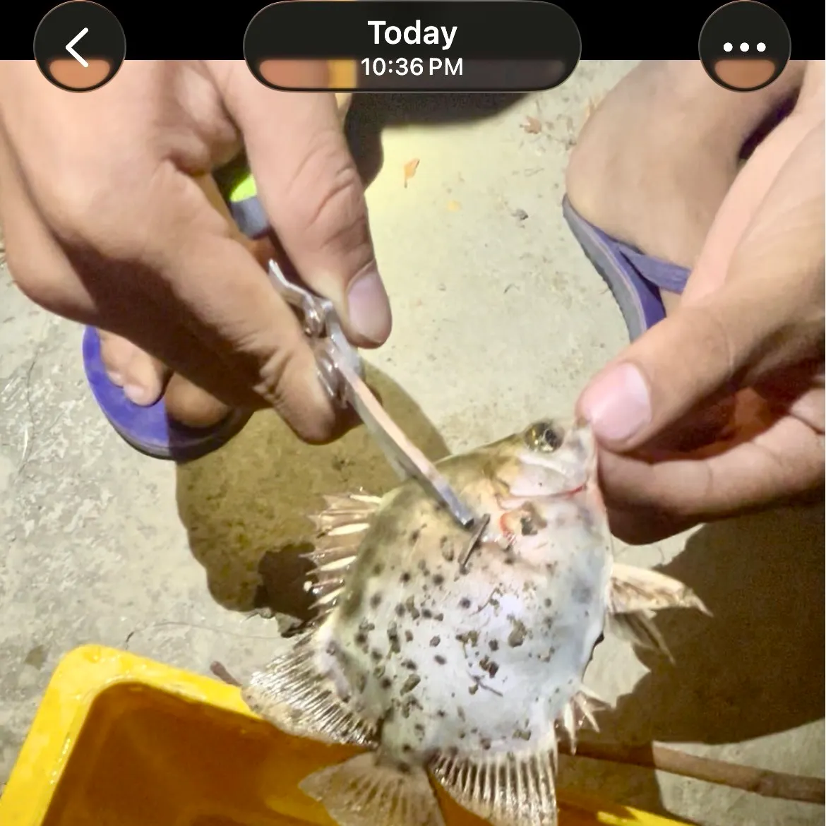 recently logged catches