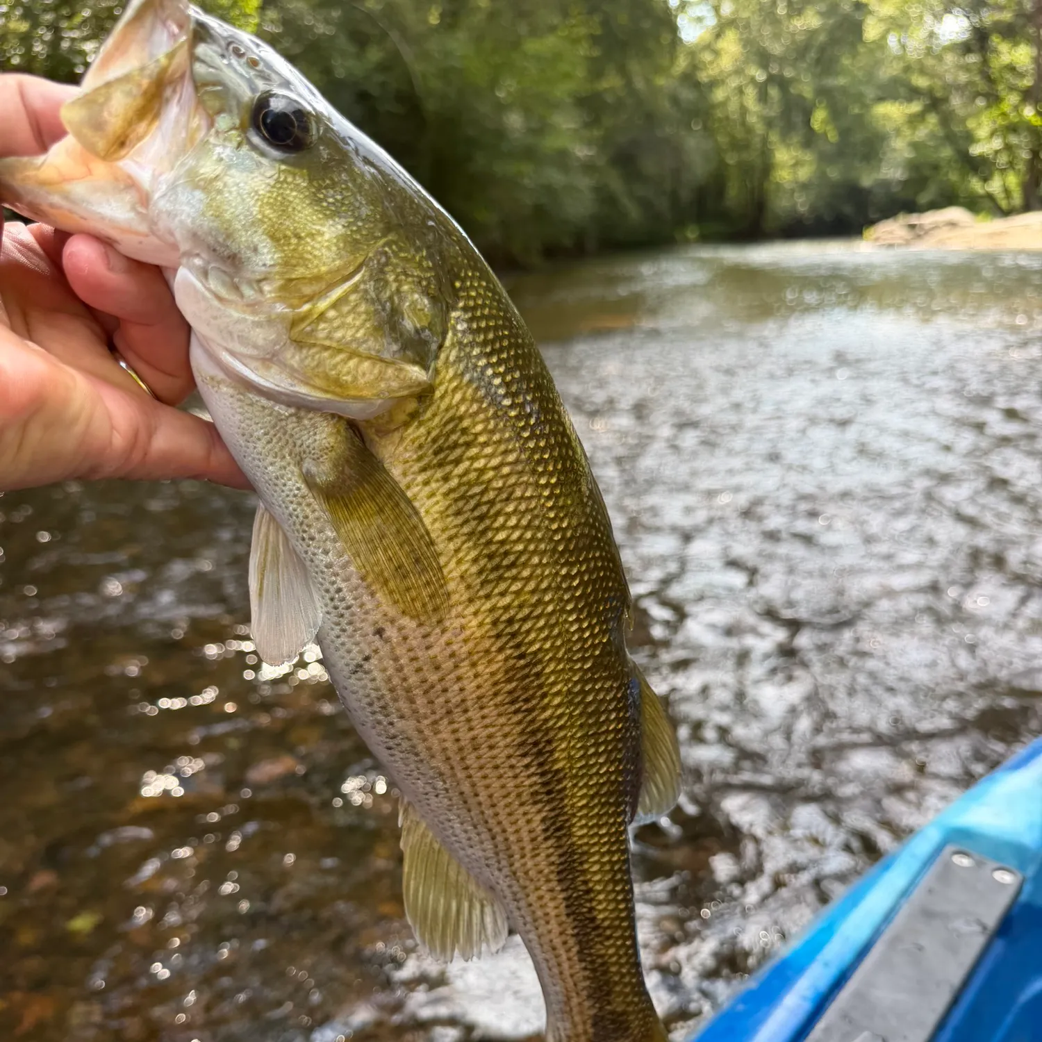 Fish caught on Fishbrain