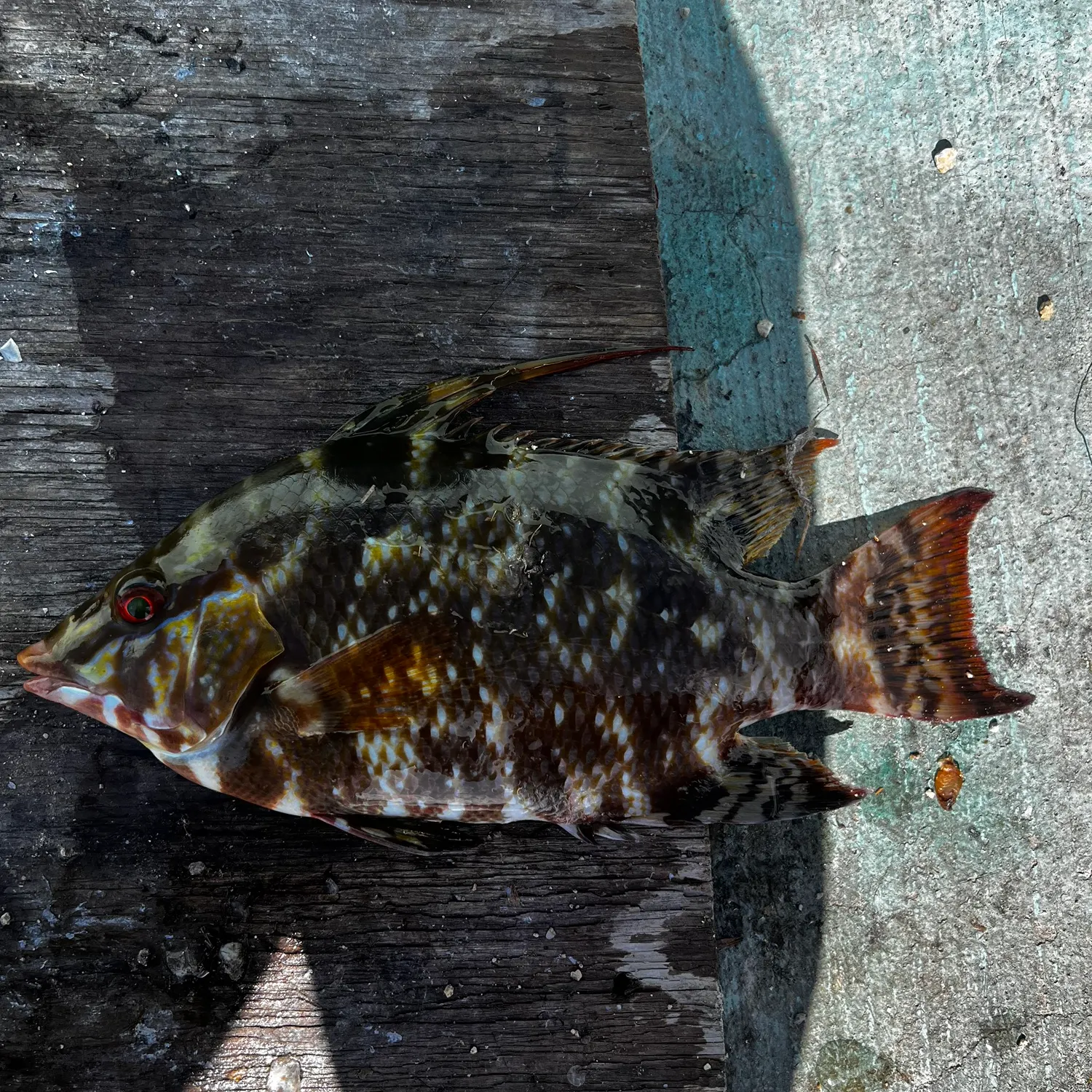 The most recent Hogfish catches on Fishbrain
