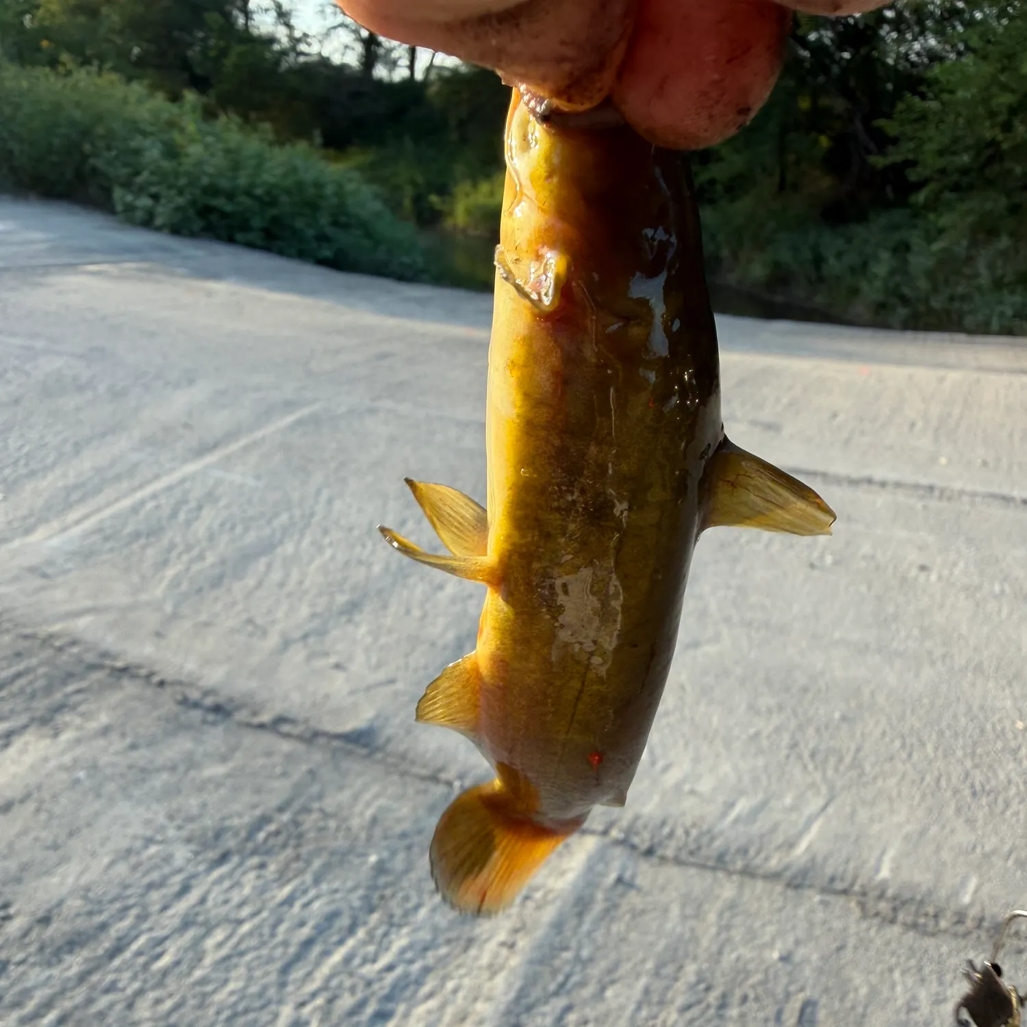 Yellow bullhead caught on Fishbrain