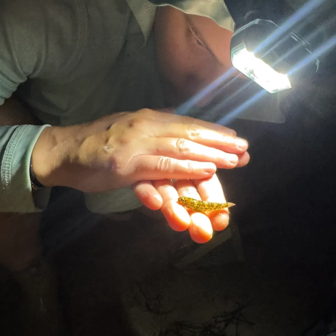 The most recent Frillfin goby catches on Fishbrain