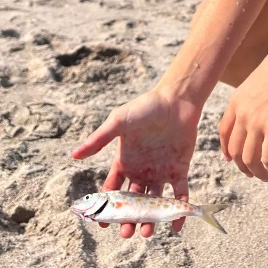 The most recent Eastern Australian salmon catches on Fishbrain