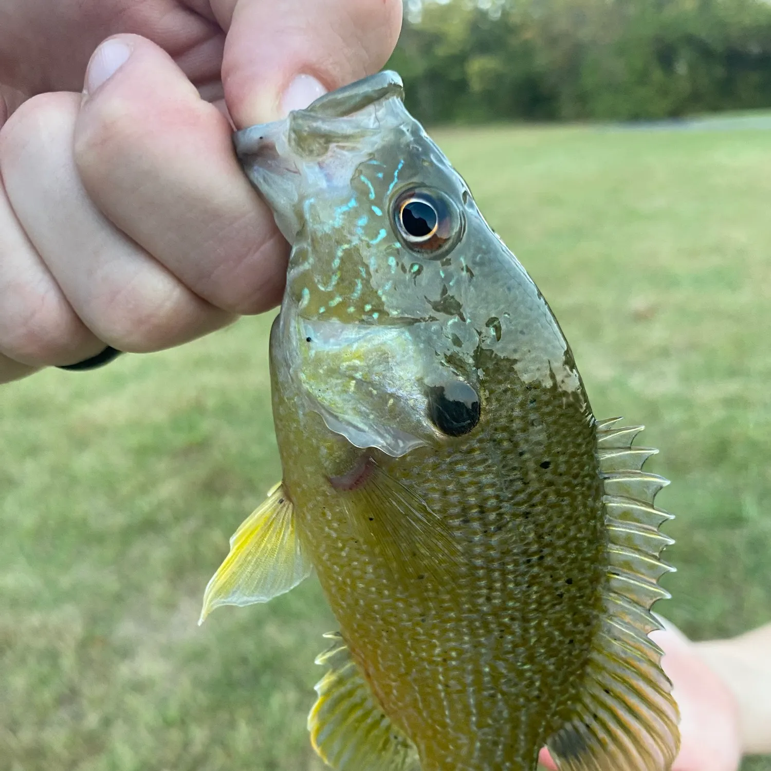 Green sunfish caught on Fishbrain