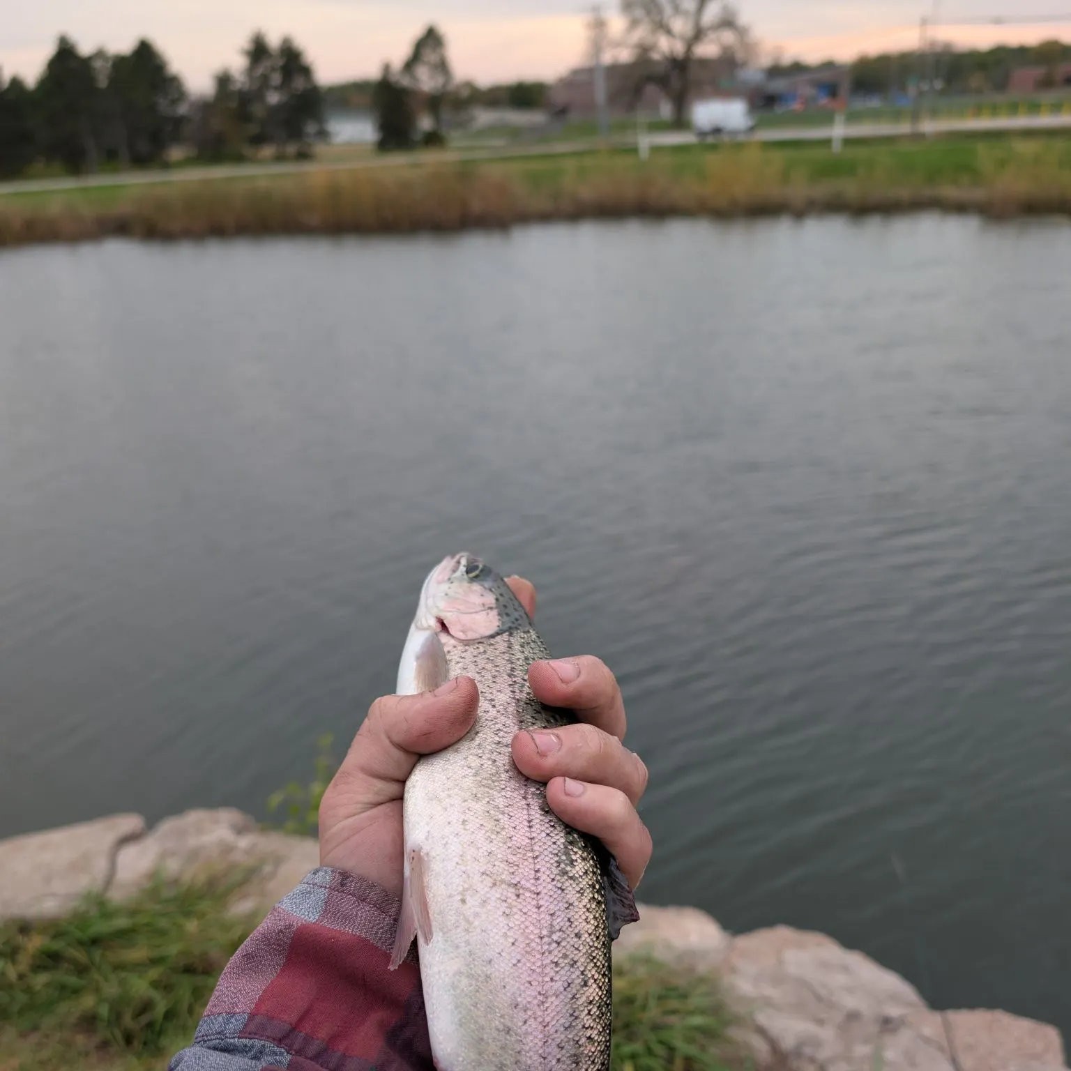 Rainbow trout caught on Fishbrain