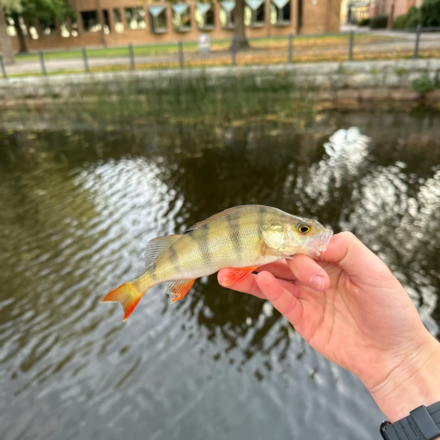 European perch caught on Fishbrain