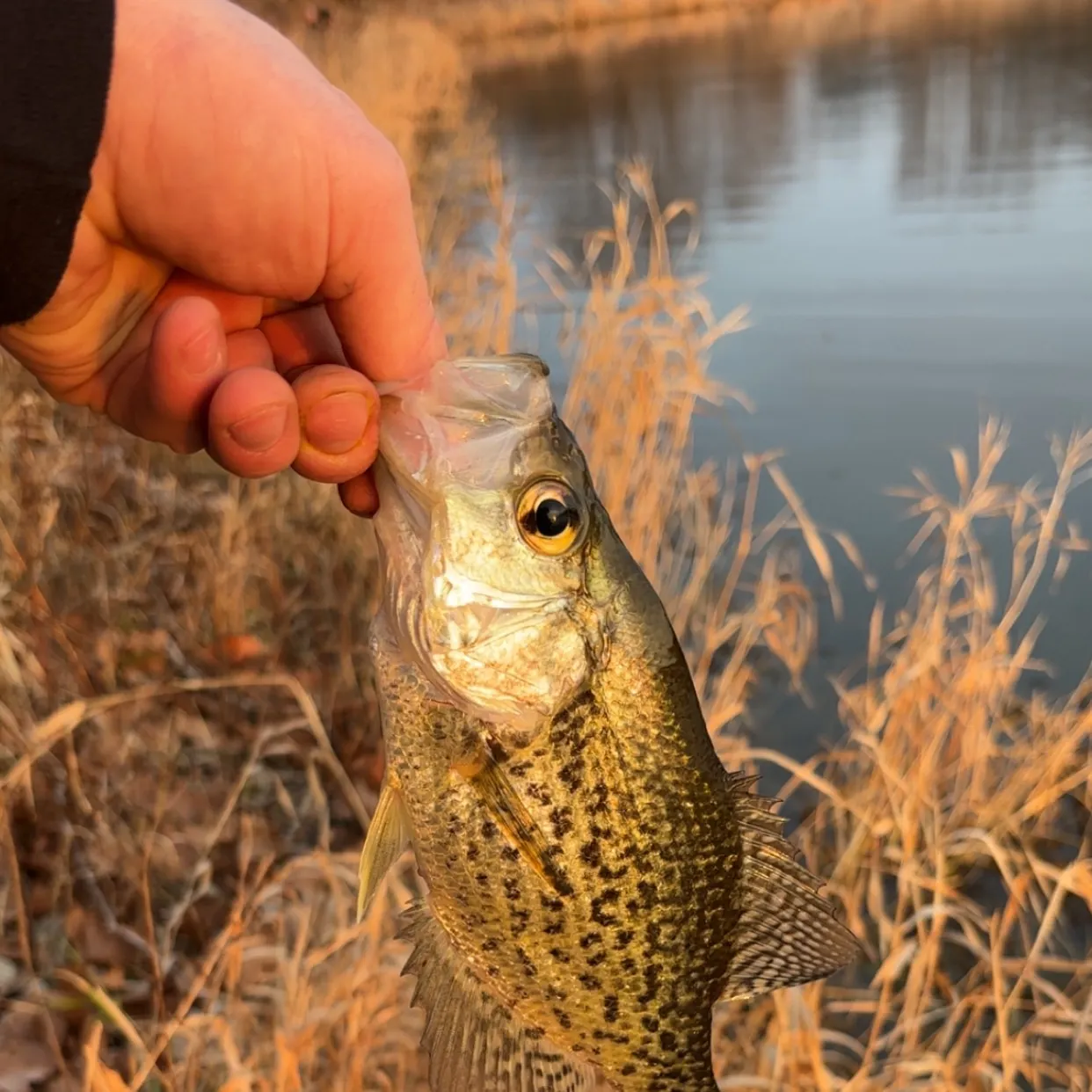 The most recent Black crappie catches on Fishbrain