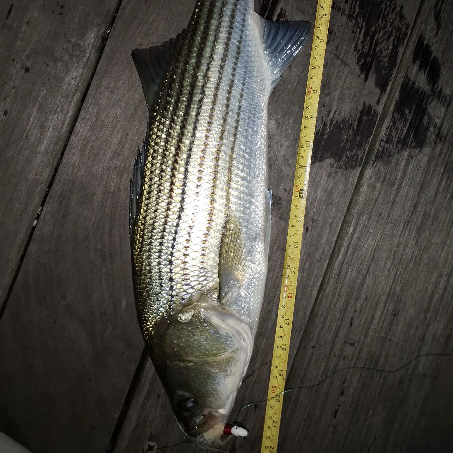 Striped bass caught on Fishbrain