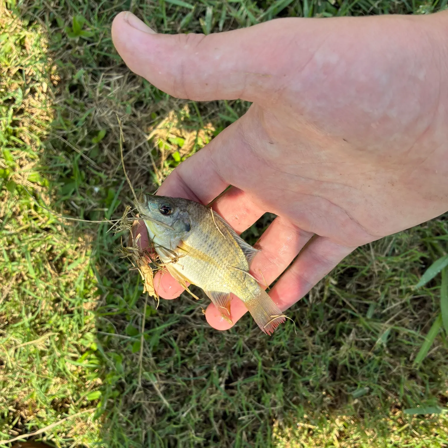 Blue tilapia caught on Fishbrain