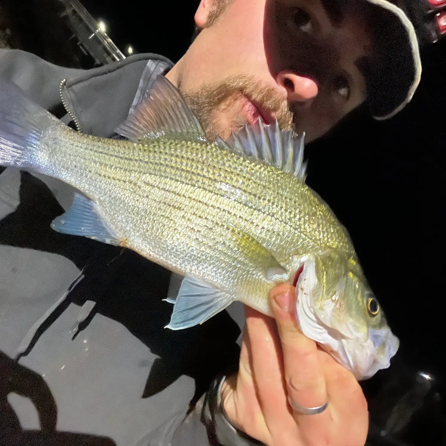 White bass caught on Fishbrain