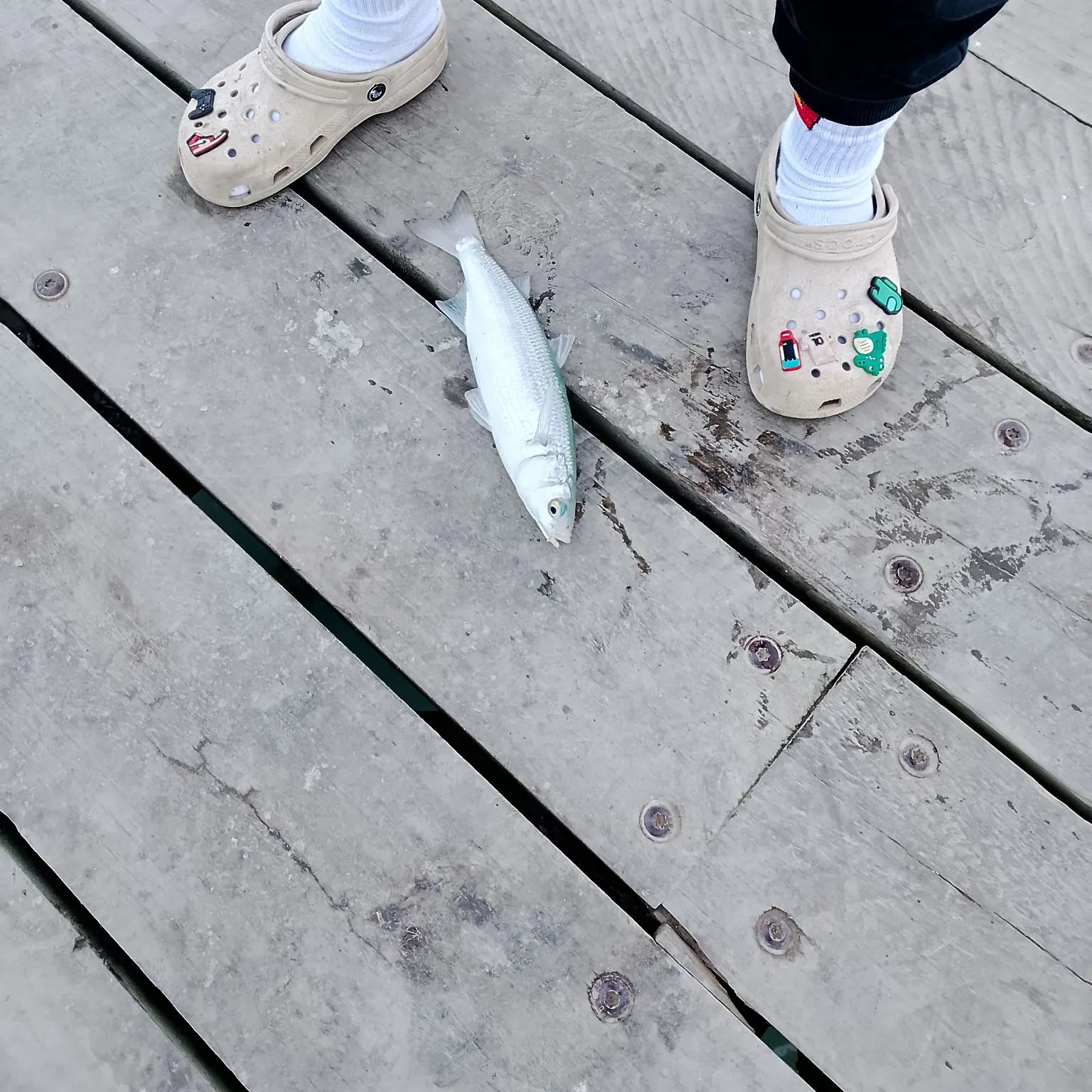 The most recent Yellow-eye mullet catches on Fishbrain