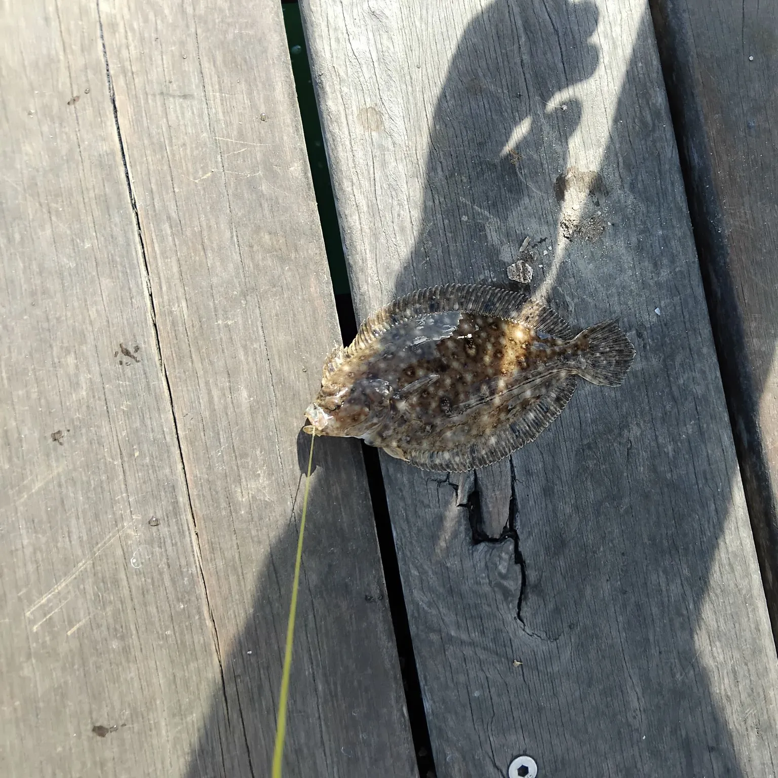 The most recent Stone Flounder catches on Fishbrain