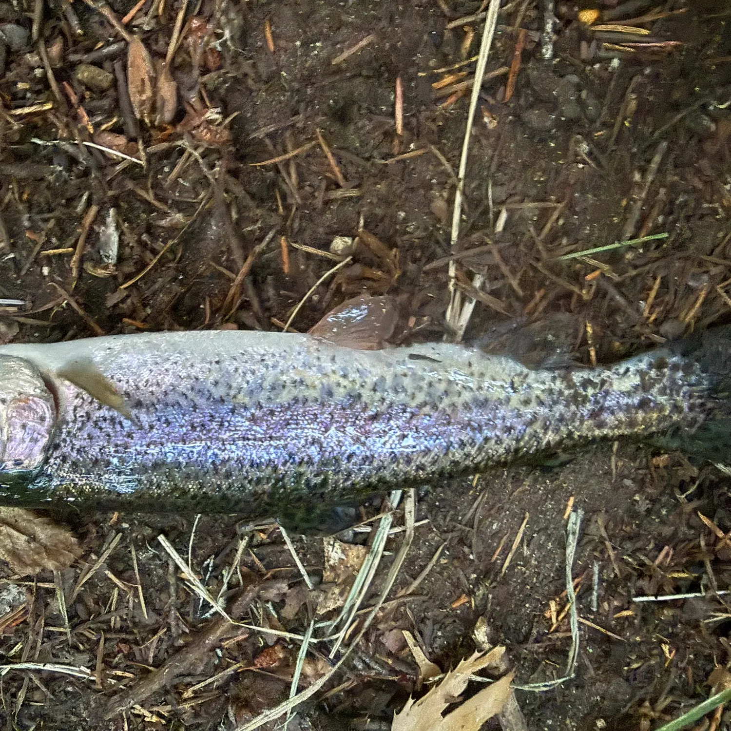 Rainbow trout caught on Fishbrain