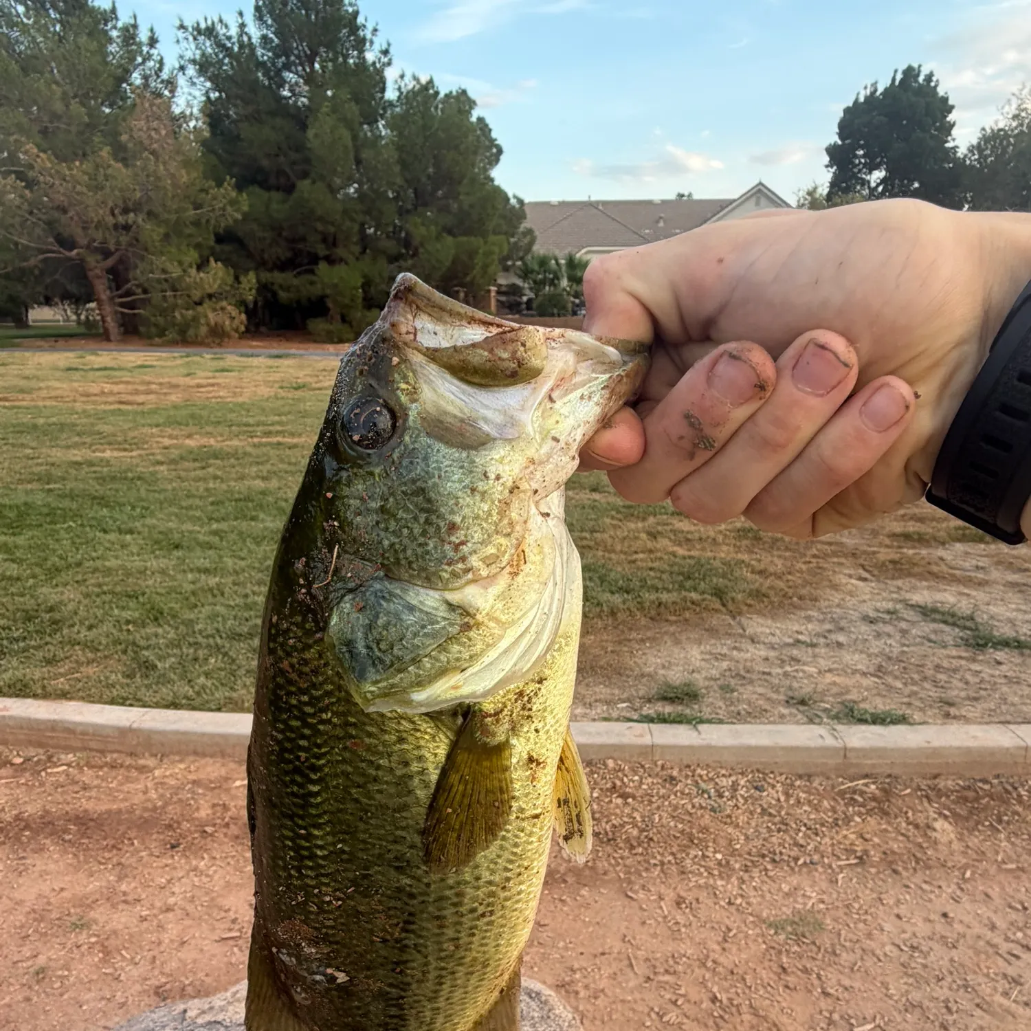 catch