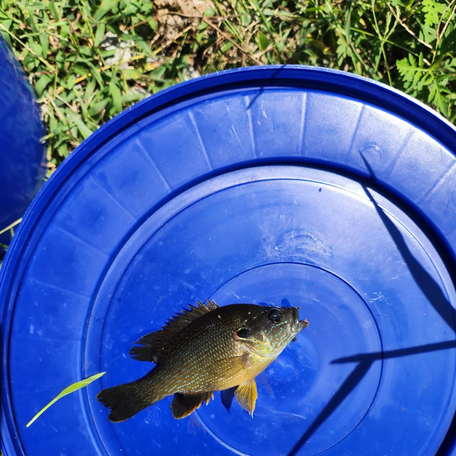 Green sunfish caught on Fishbrain