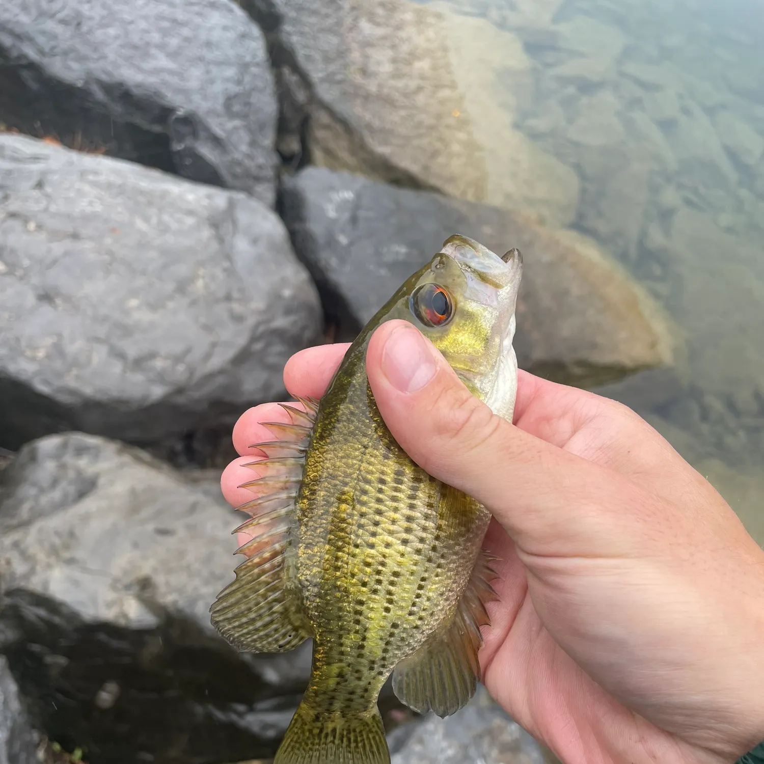 Rock bass caught on Fishbrain