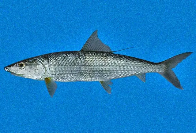 Pacific shafted bonefish