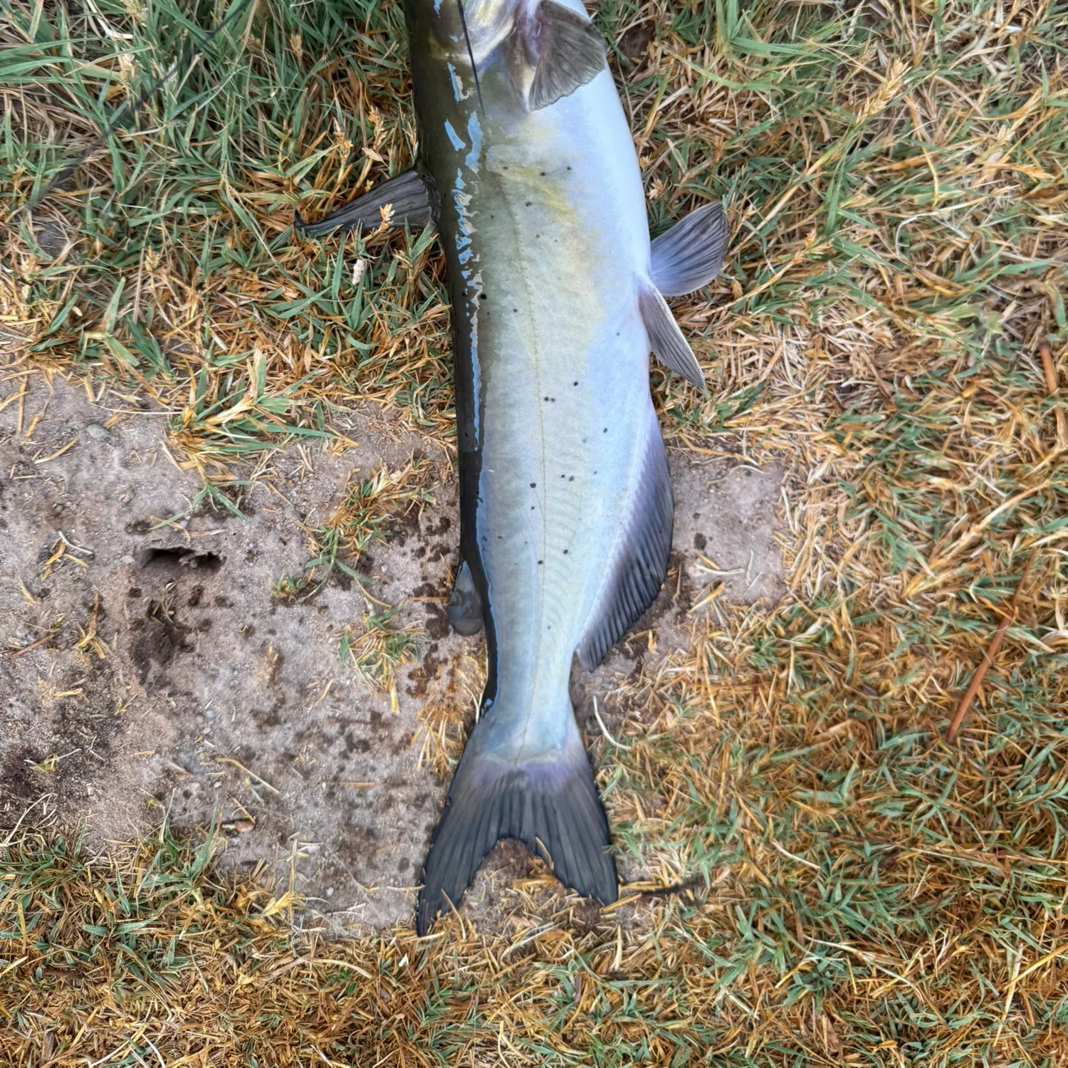 Channel catfish caught on Fishbrain