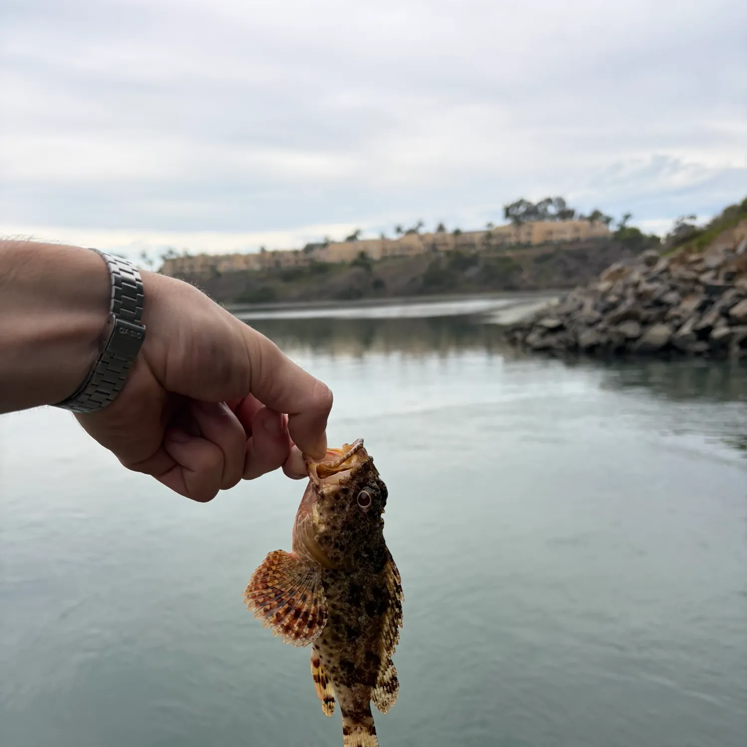 California scorpionfish caught on Fishbrain