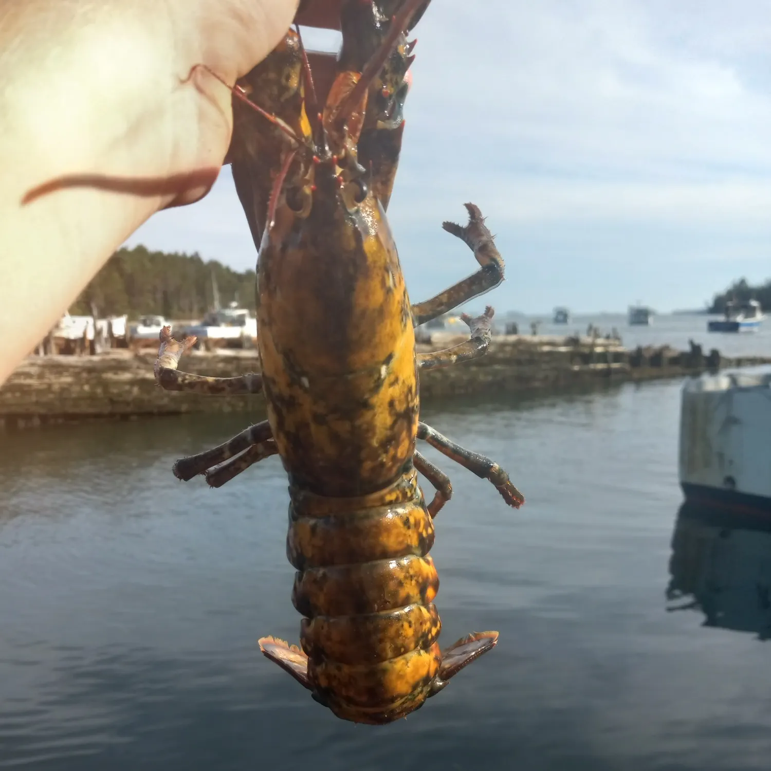 American lobster caught on Fishbrain