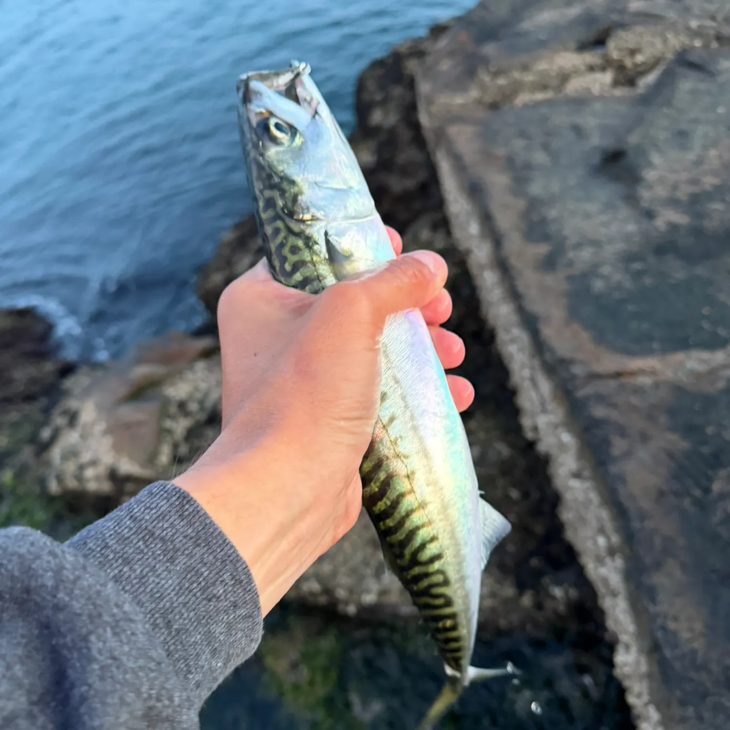 Atlantic mackerel caught on Fishbrain