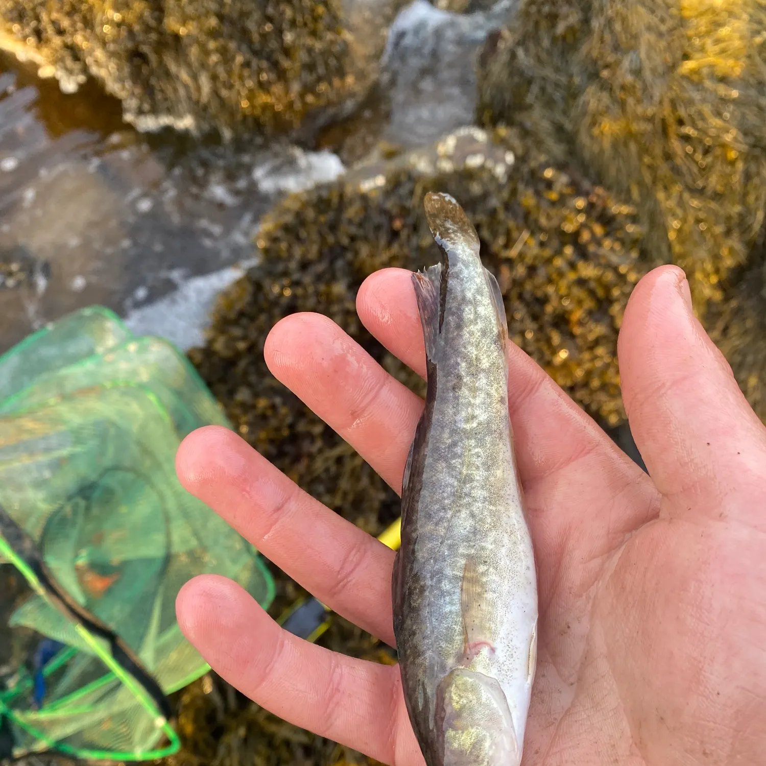 Atlantic cod caught on Fishbrain