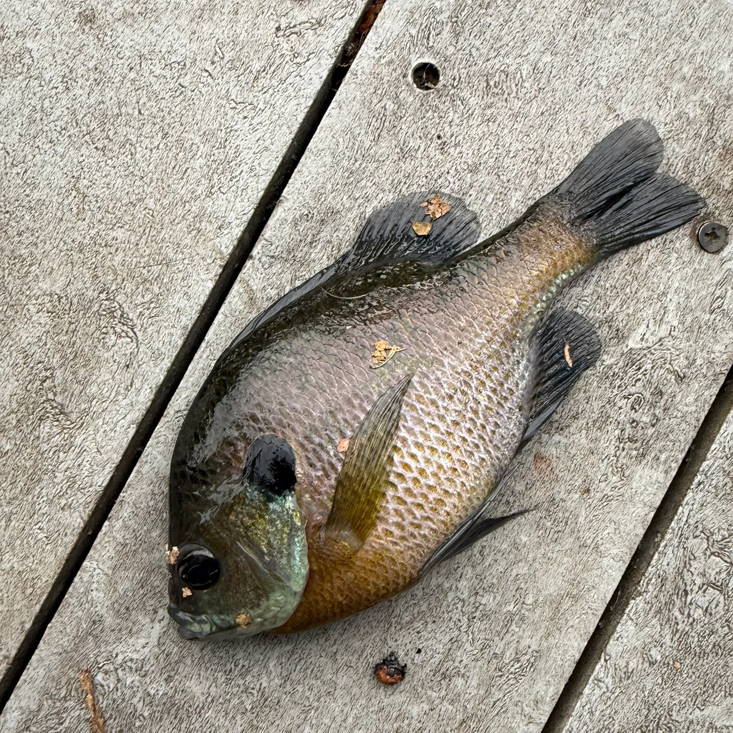 Bluegill caught on Fishbrain