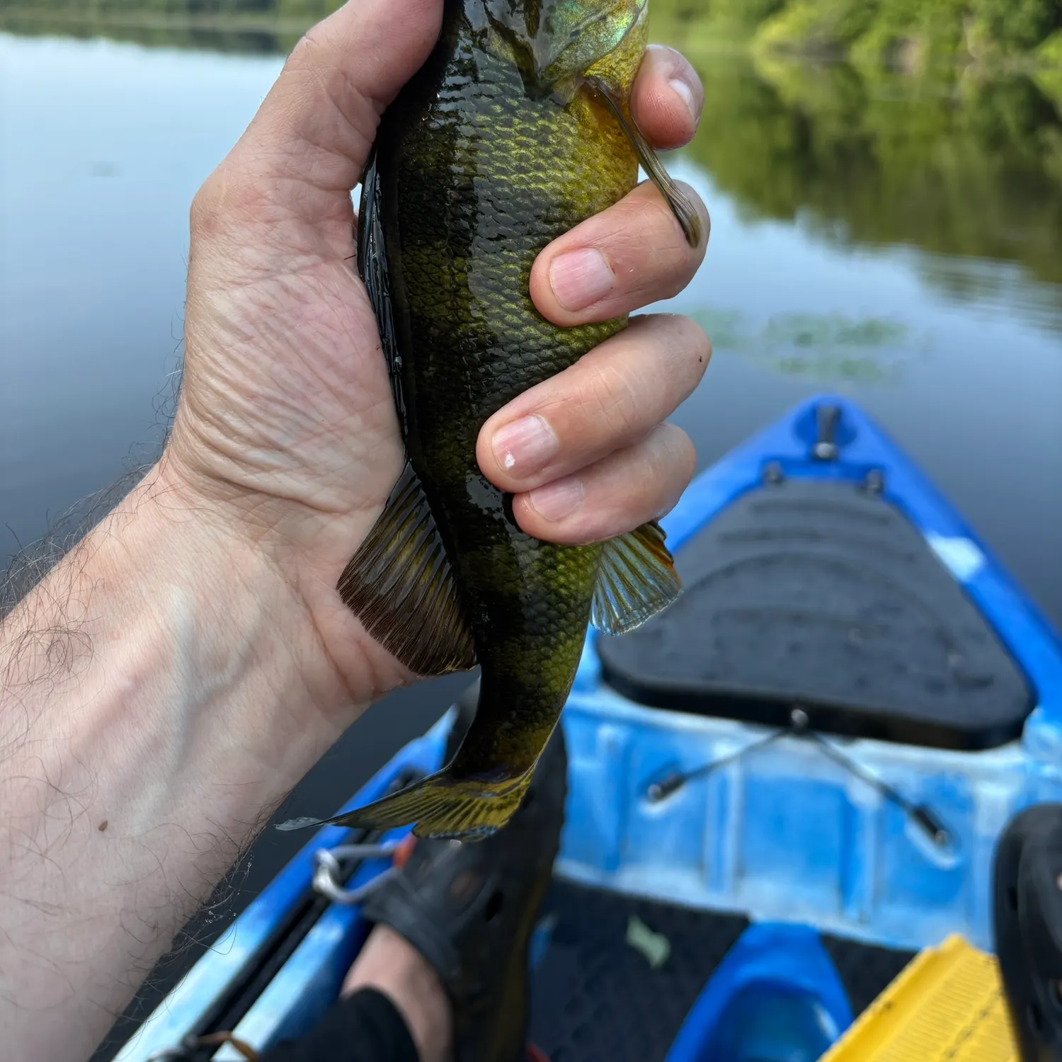 Yellow perch caught on Fishbrain