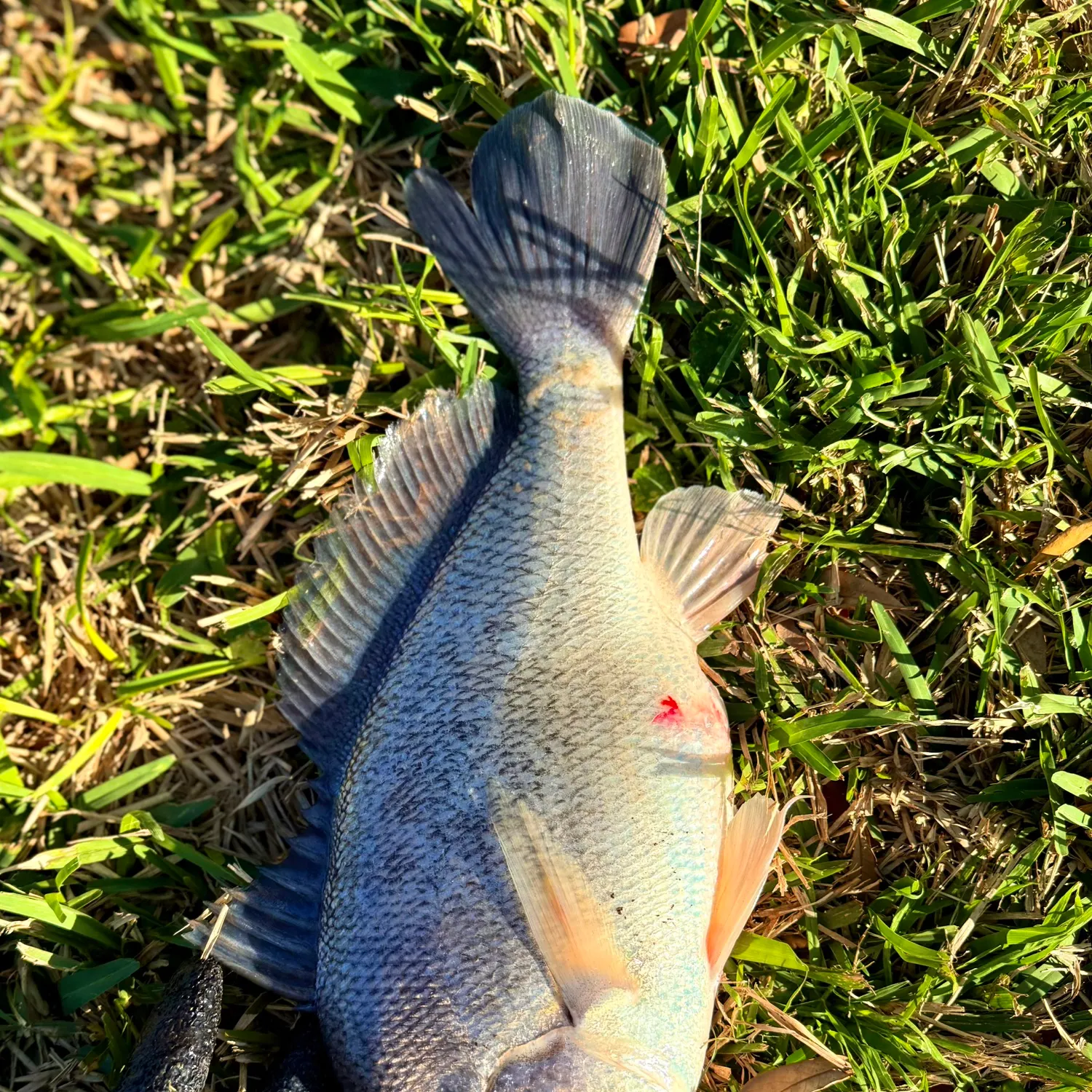 The most recent Freshwater drum catches on Fishbrain