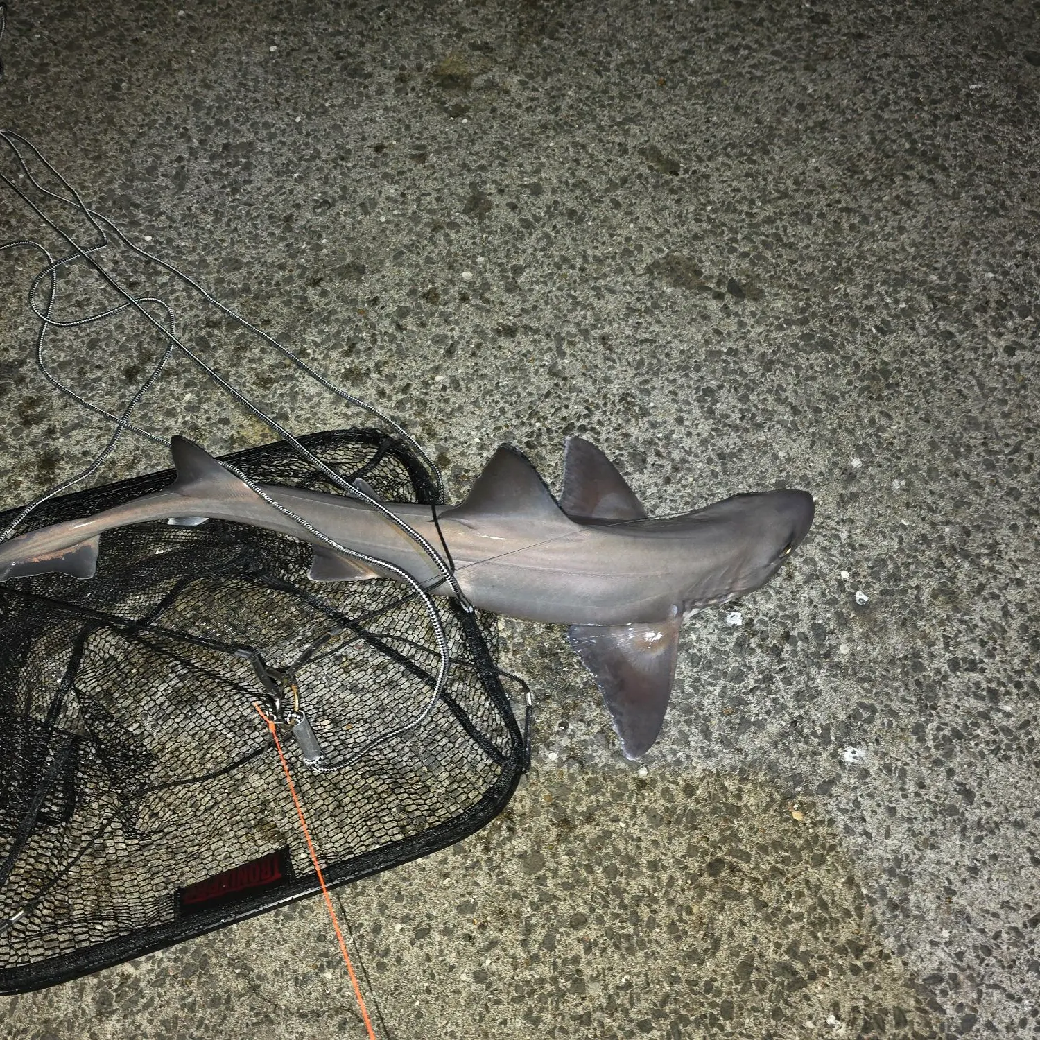 The most recent Dusky smooth-hound catches on Fishbrain