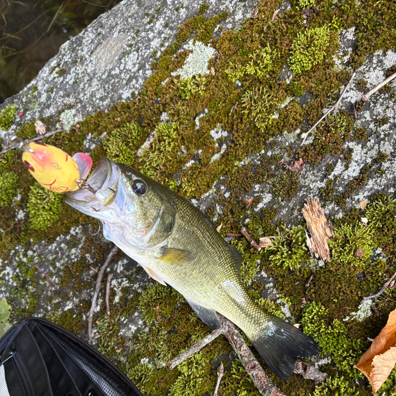 Largemouth bass caught on Fishbrain